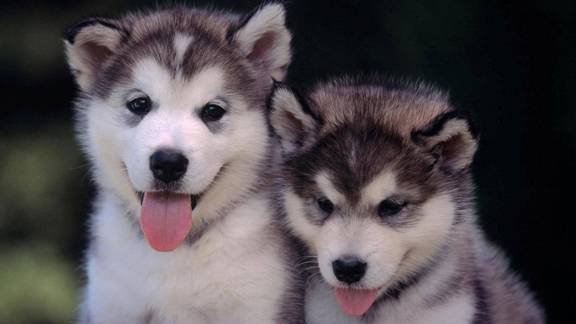 兩隻哈士奇幼犬吐舌 壁紙