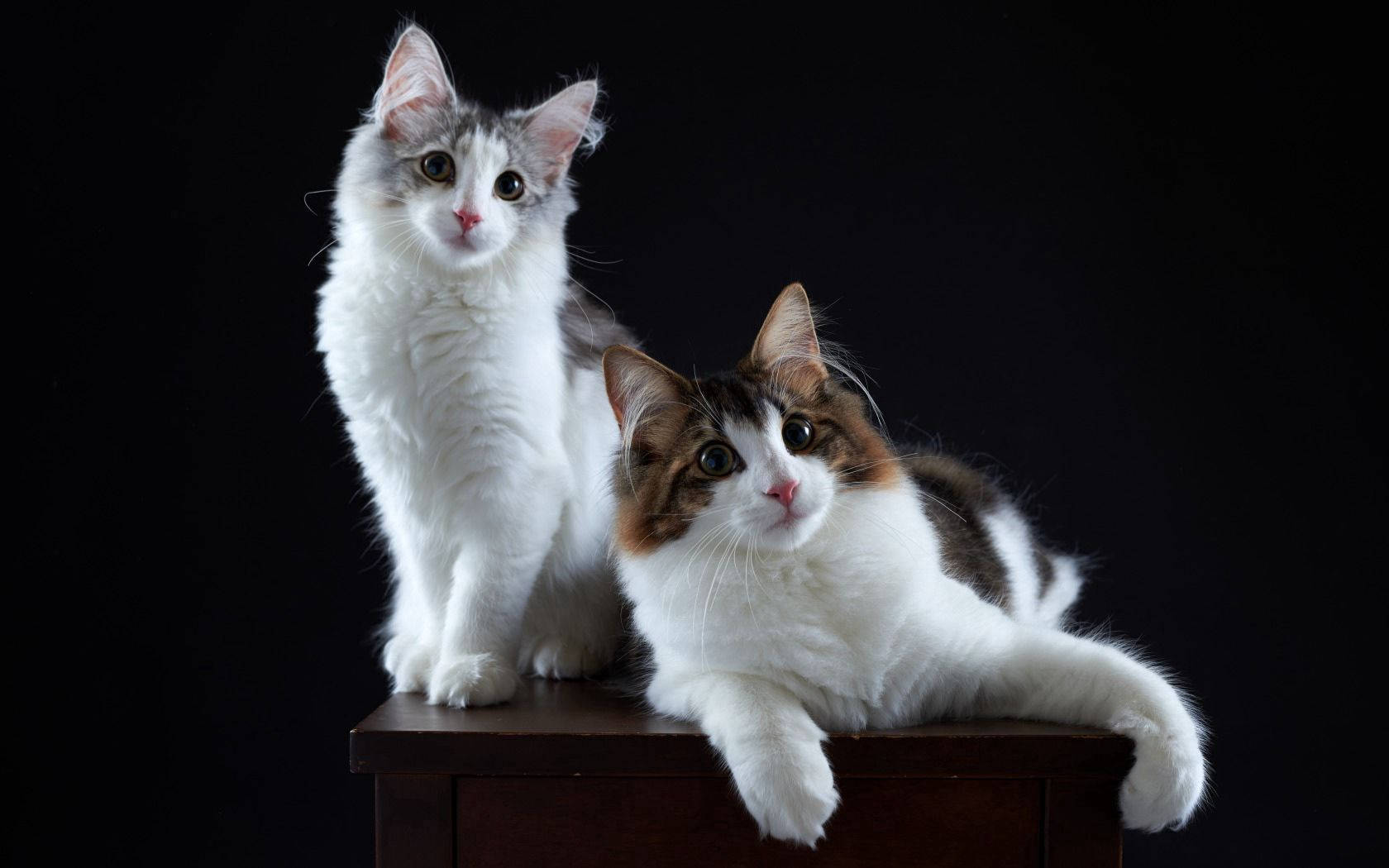 兩隻貓咪在桌上看著攝影師。可愛的毛茸茸動物朋友。 — 貓 壁紙