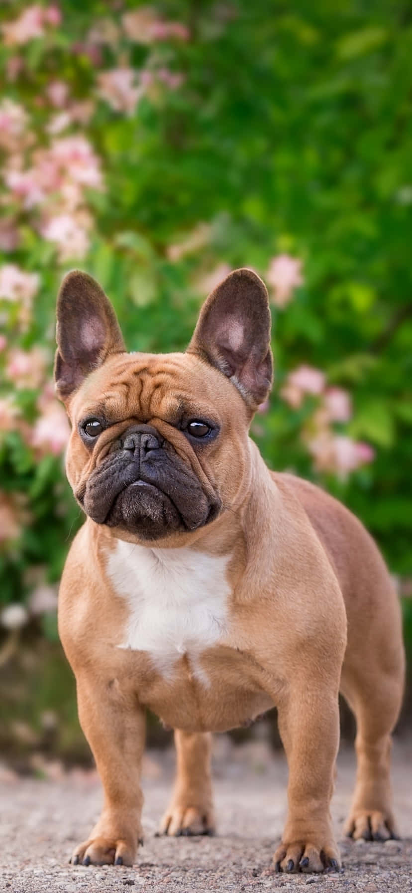 公園裡的法國鬥牛犬 壁紙