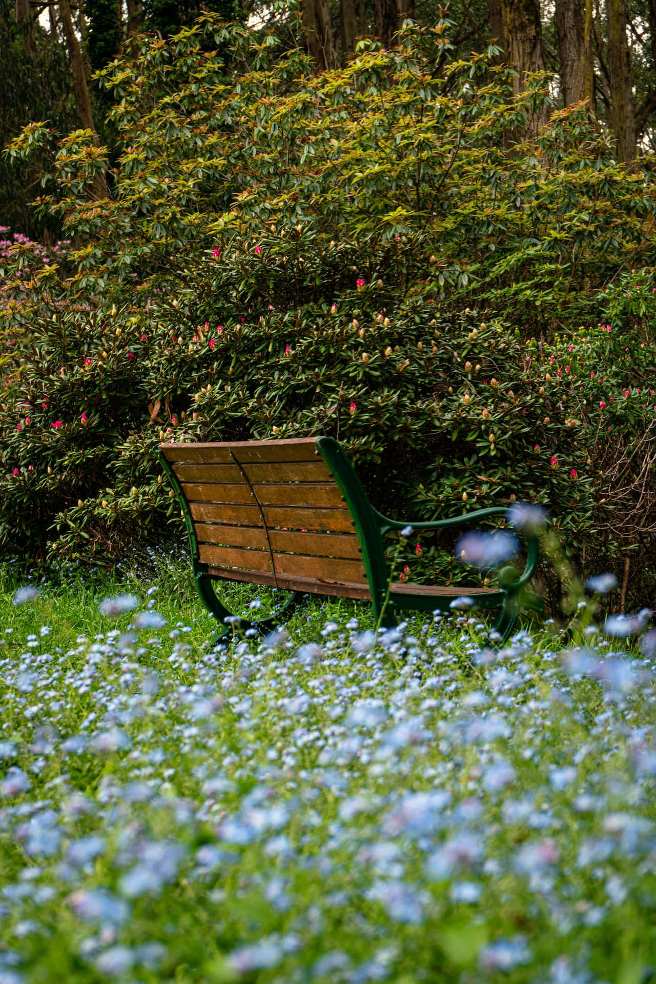 公園長椅藍花手機 壁紙