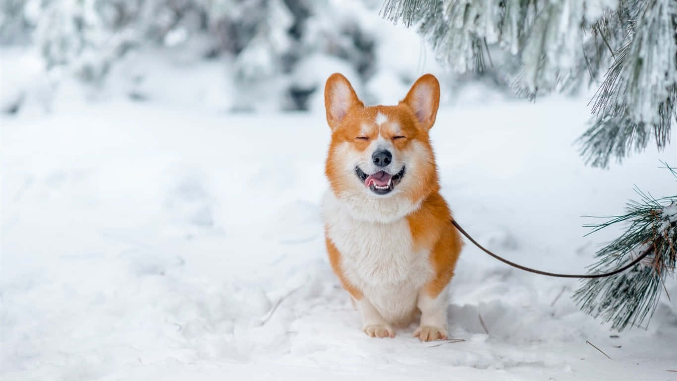 冬季柯基犬 壁紙