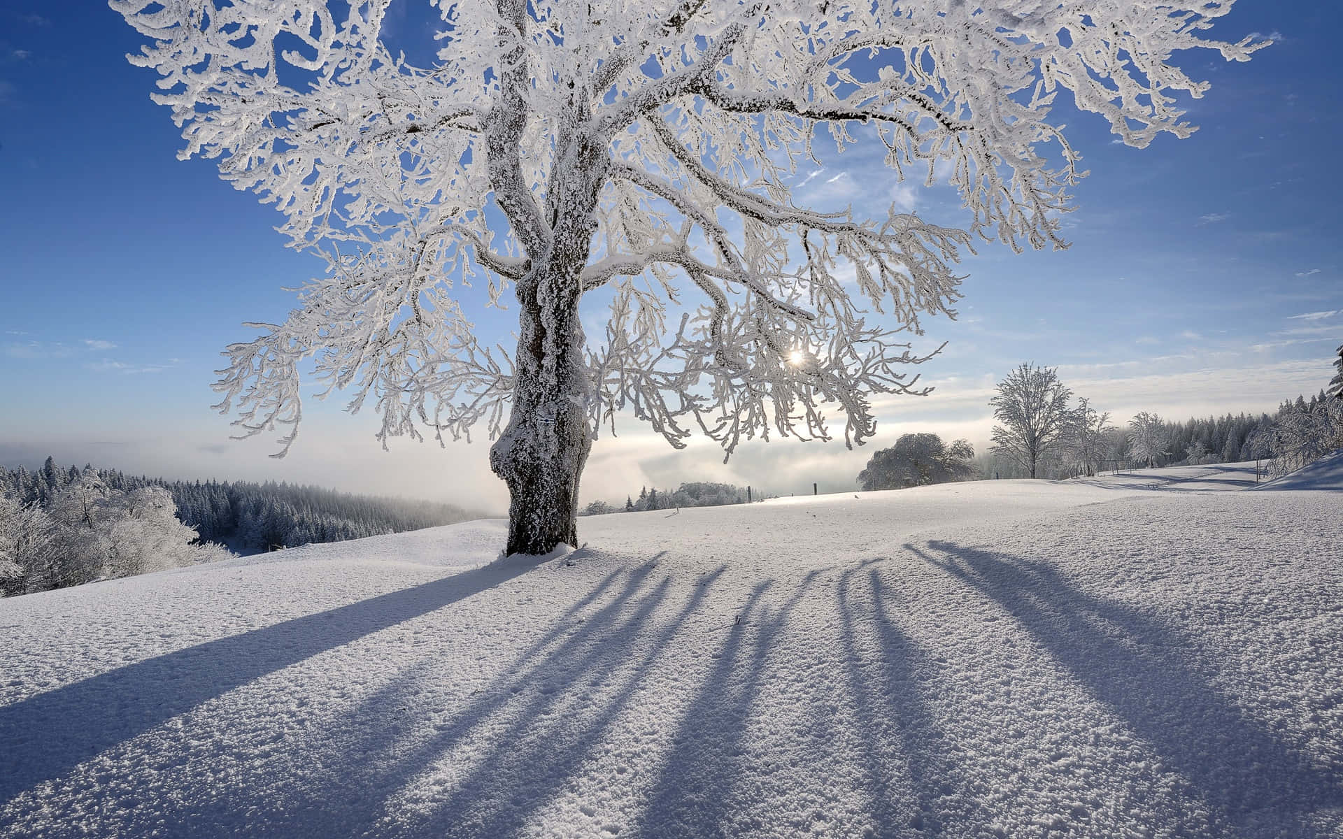 冬日仙境中的霜雪剪影樹背景 壁紙