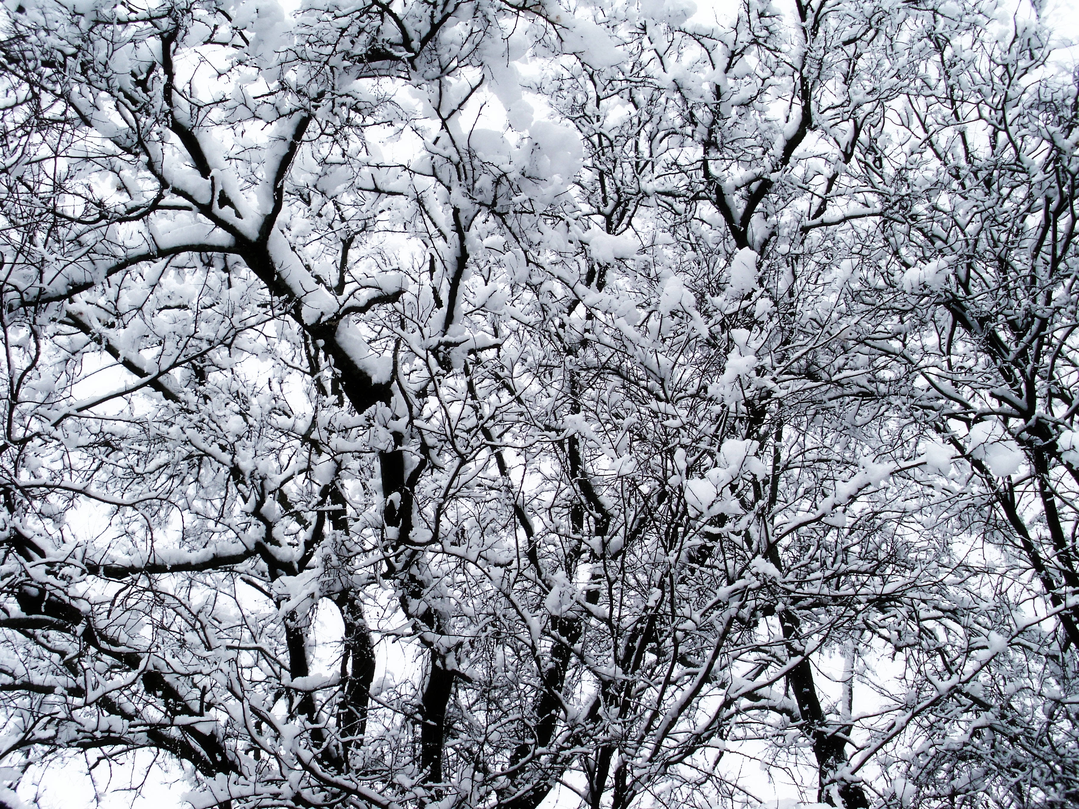 冬日白雪覆蓋的樹木 壁紙