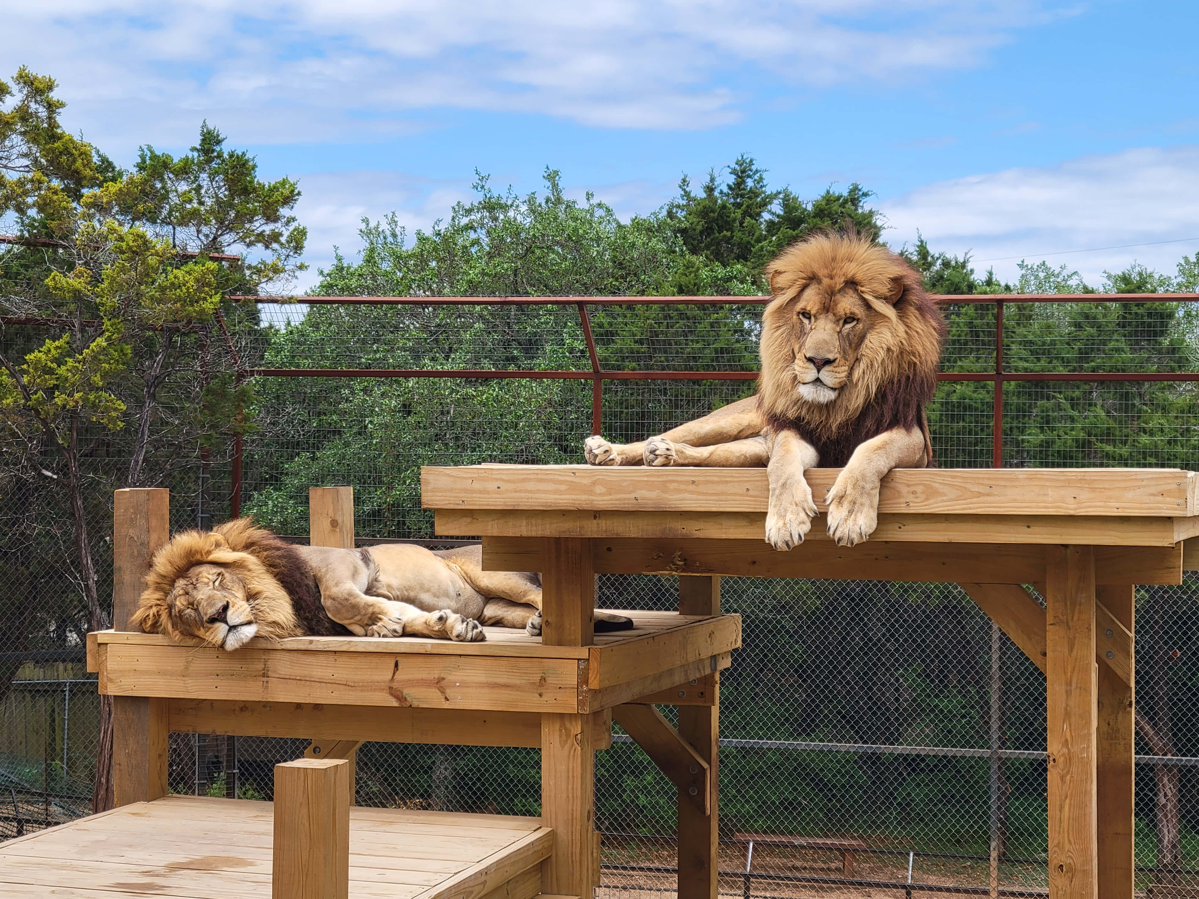 動物園王者 雙獅圖 壁紙