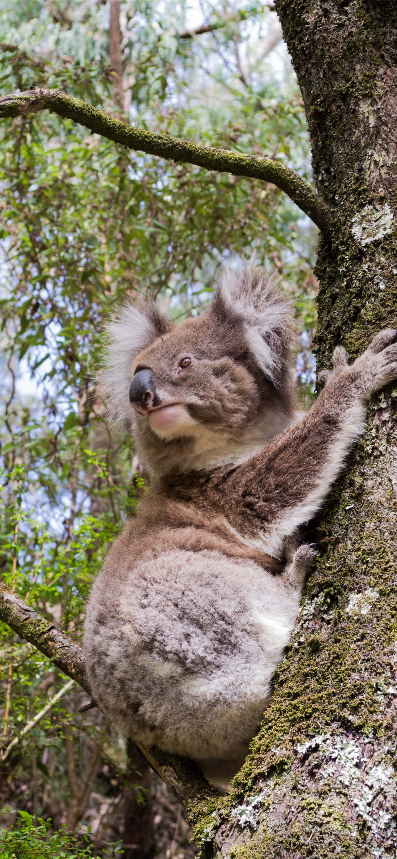 「午間小憩的無尾熊」 壁紙