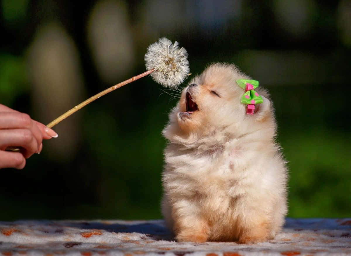 博美犬可愛狗狗圖片 壁紙