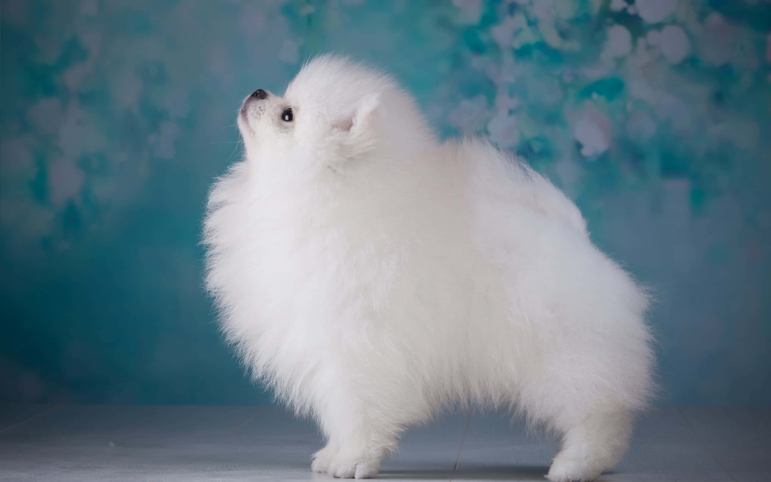 博美犬美學 壁紙