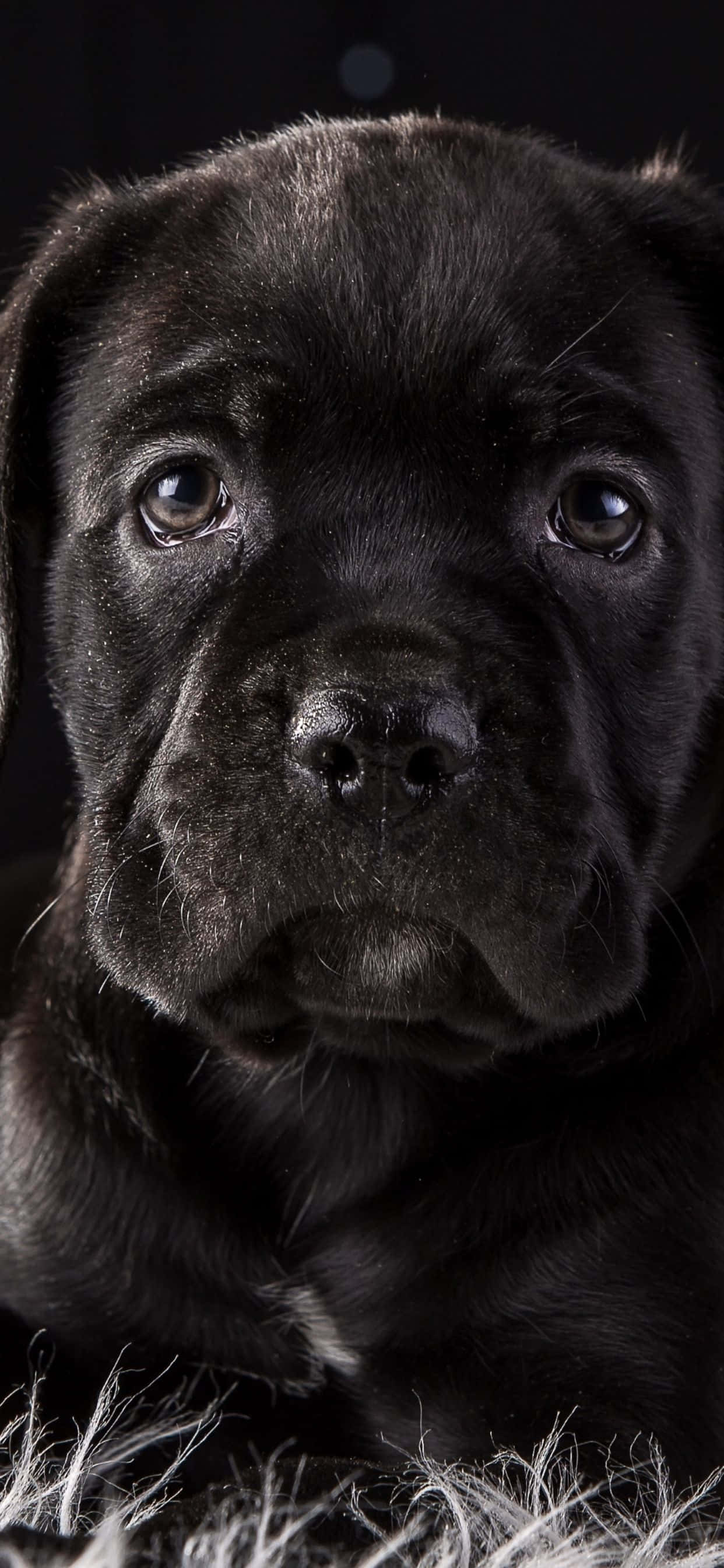 卡斯羅犬——忠誠摯愛的犬種 壁紙