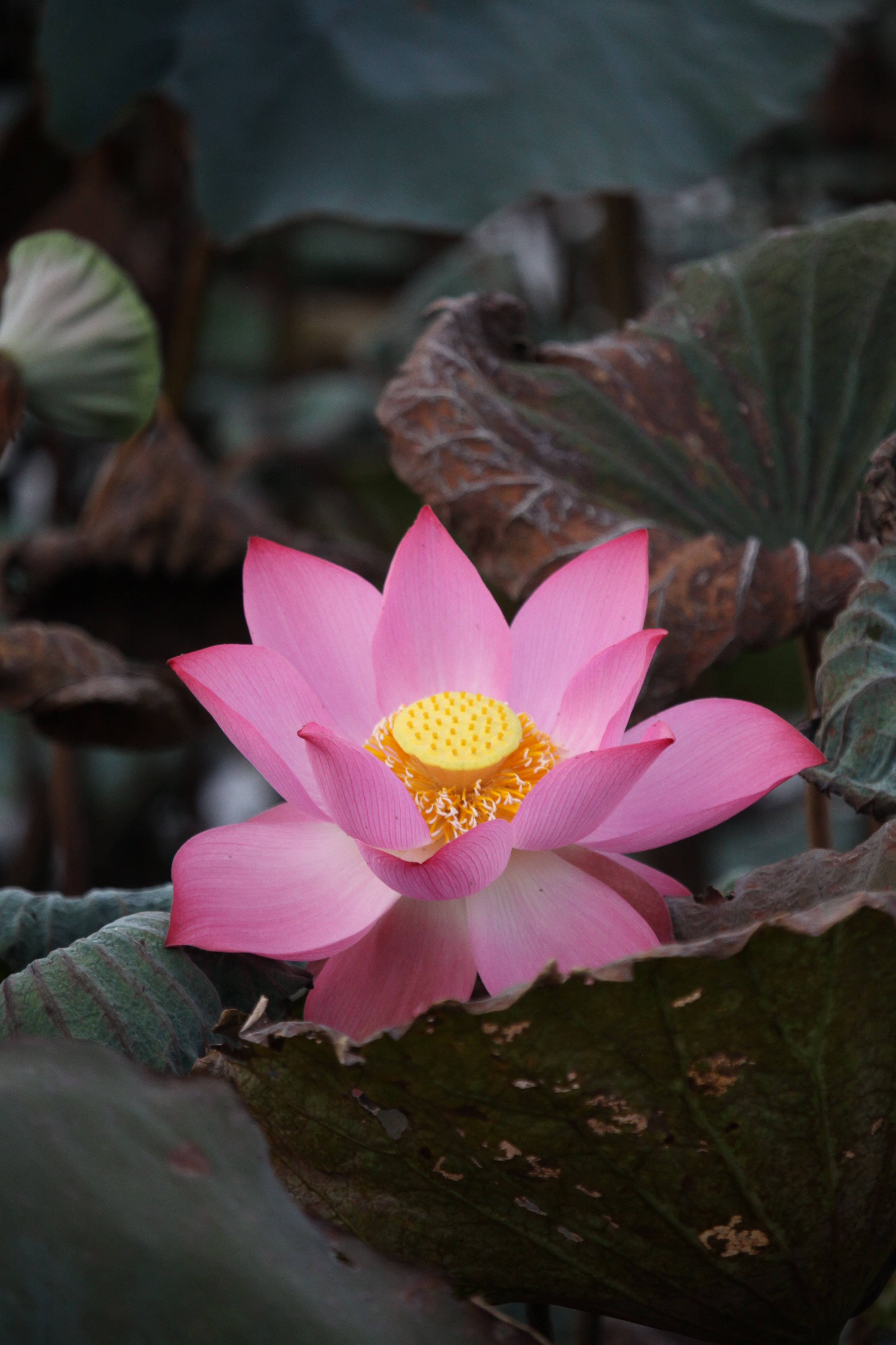 印度神聖蓮花 壁紙