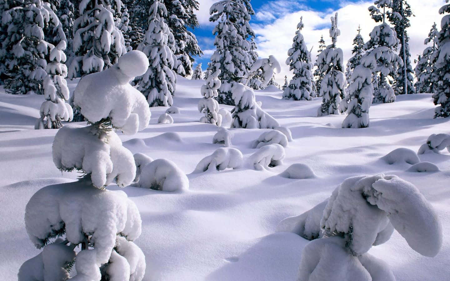 厚雪覆蓋的冬日仙境樹木背景 壁紙