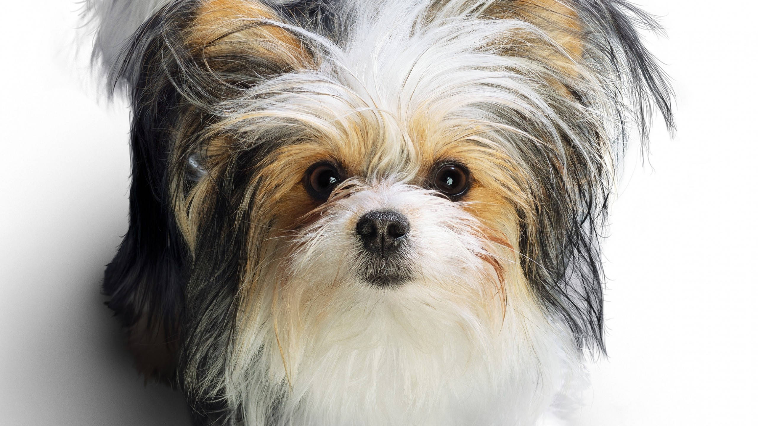 可愛三色梗犬 壁紙