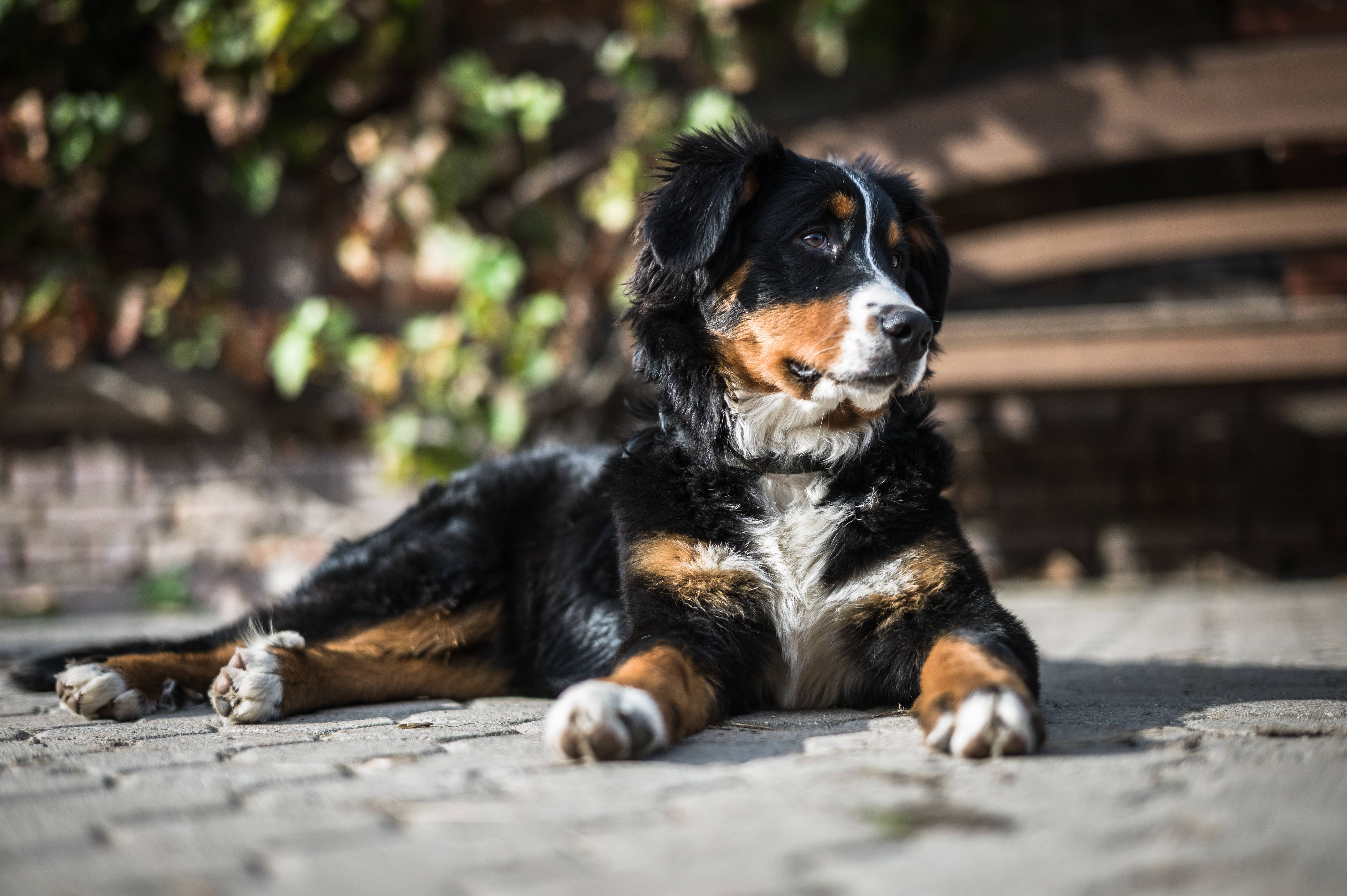 可愛伯恩山犬陽光下 壁紙