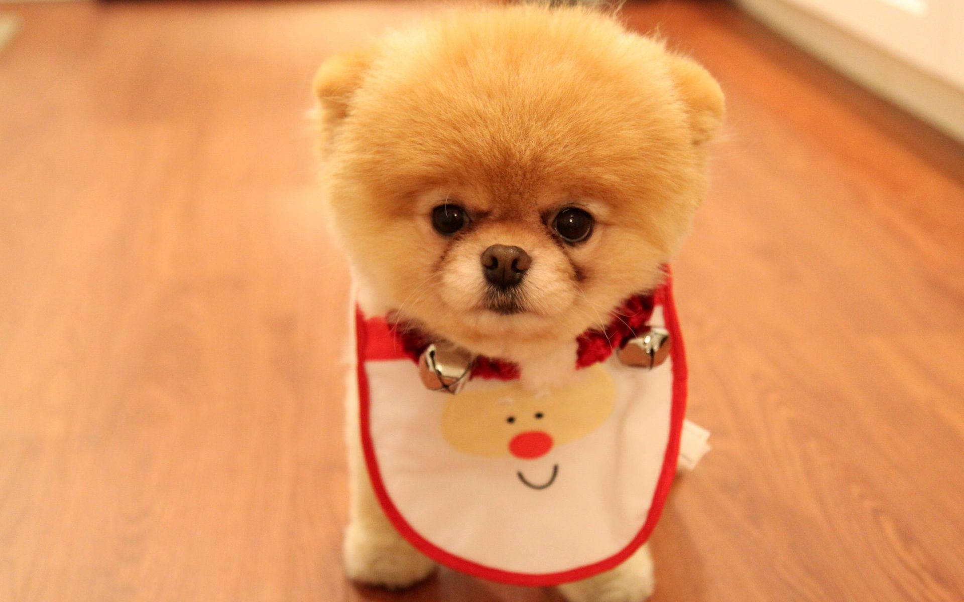 可愛博美犬聖誕圍兜 壁紙