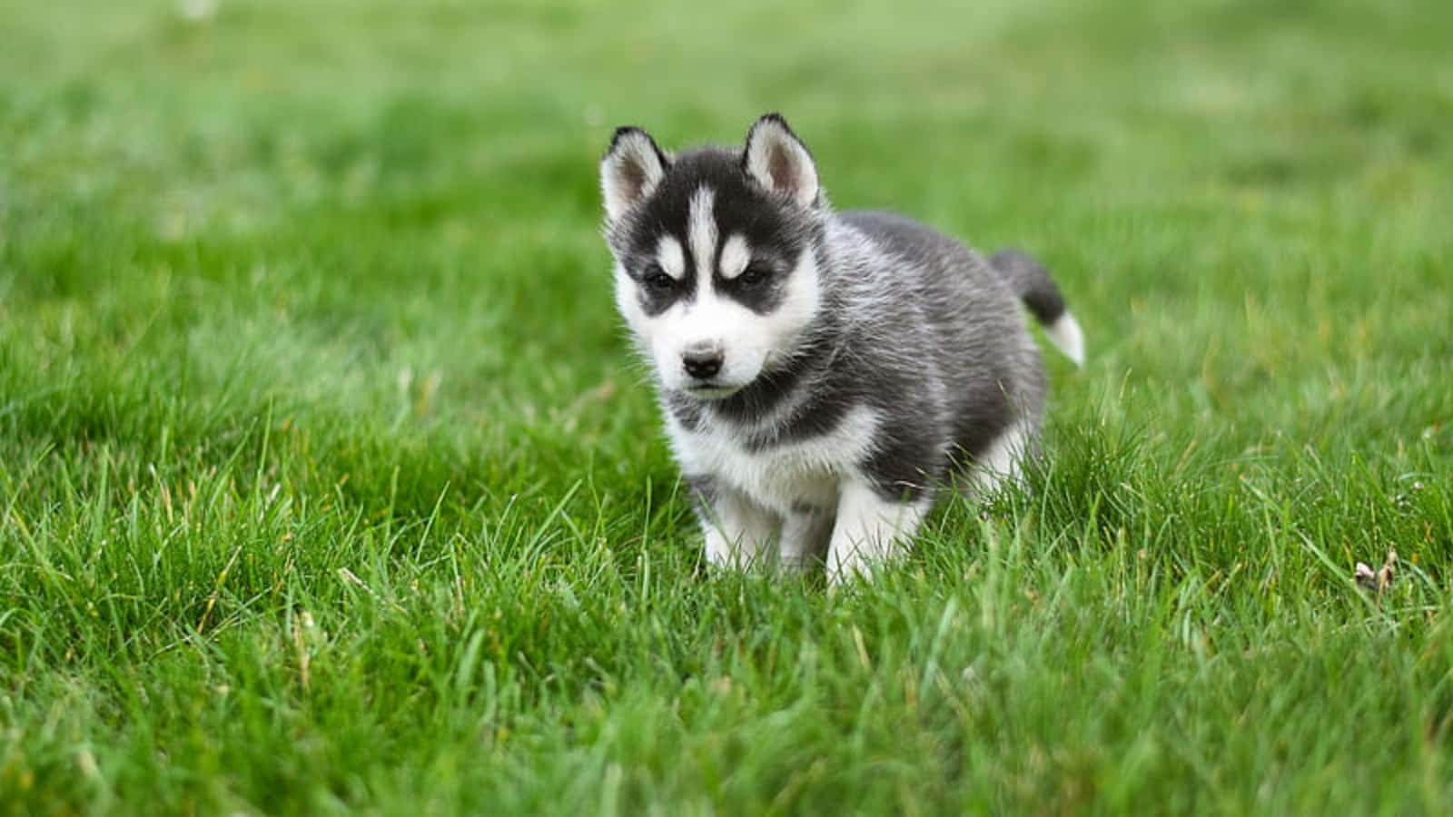 可愛哈士奇幼犬在草地上玩耍照片 壁紙