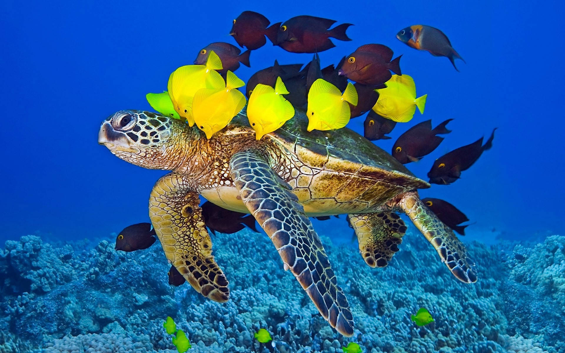 可愛大海龜與魚群 壁紙