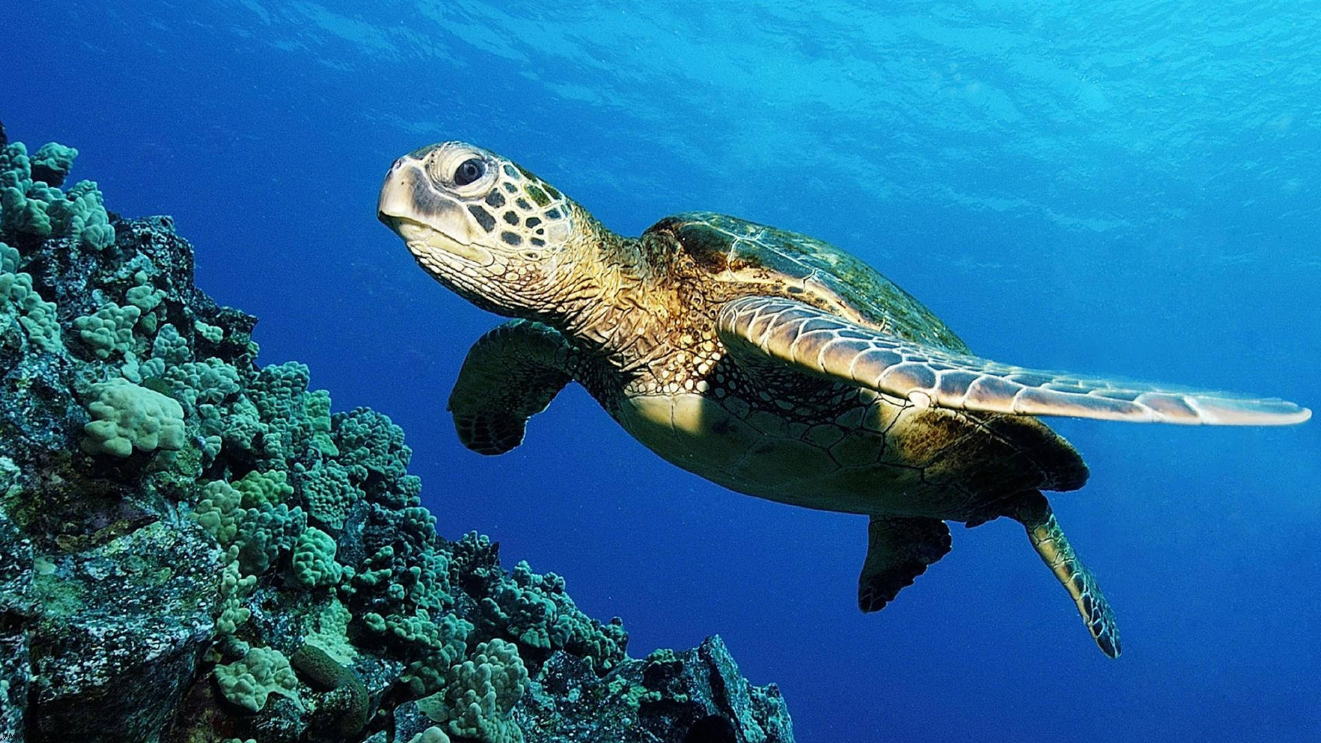 可愛海龜在海洋中游泳 壁紙