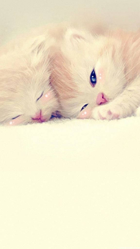 可愛的兩隻小貓咪 壁紙
