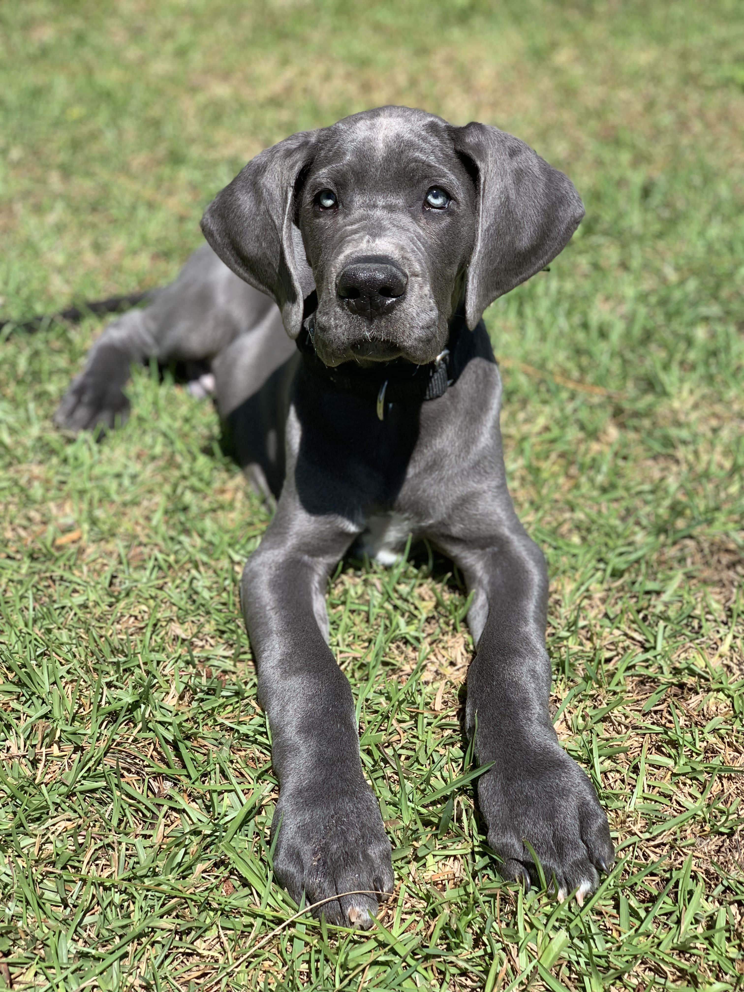 可愛的大丹犬幼犬小睡 壁紙