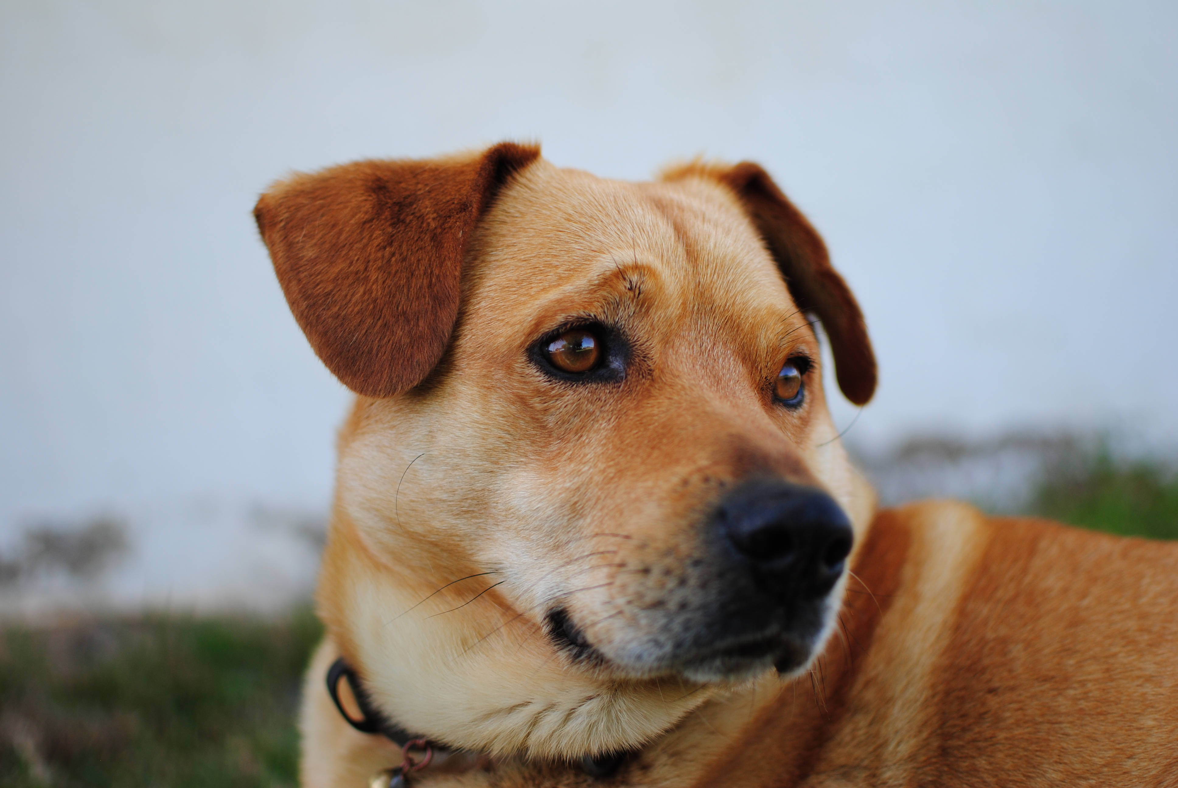 可愛的奧地利賓沙犬 壁紙