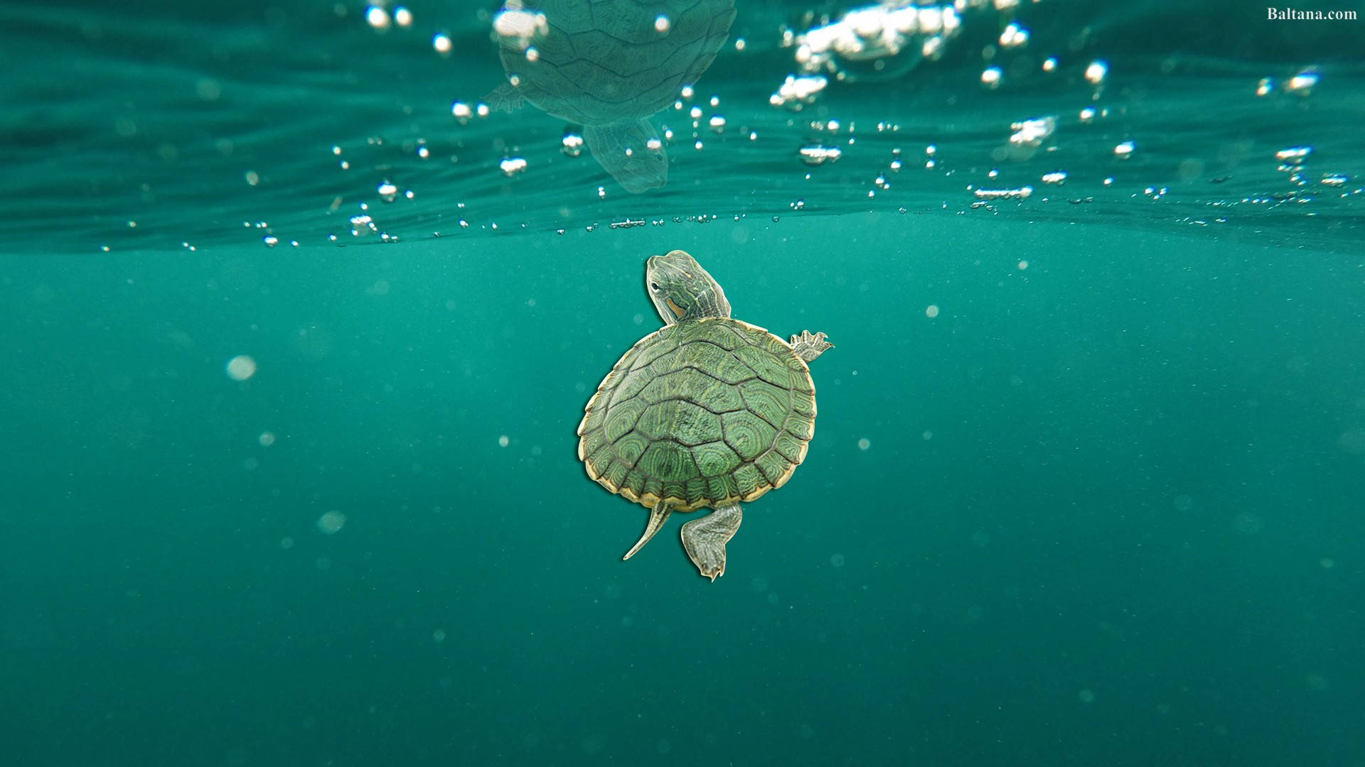 可愛的海龜在綠色海洋中 壁紙