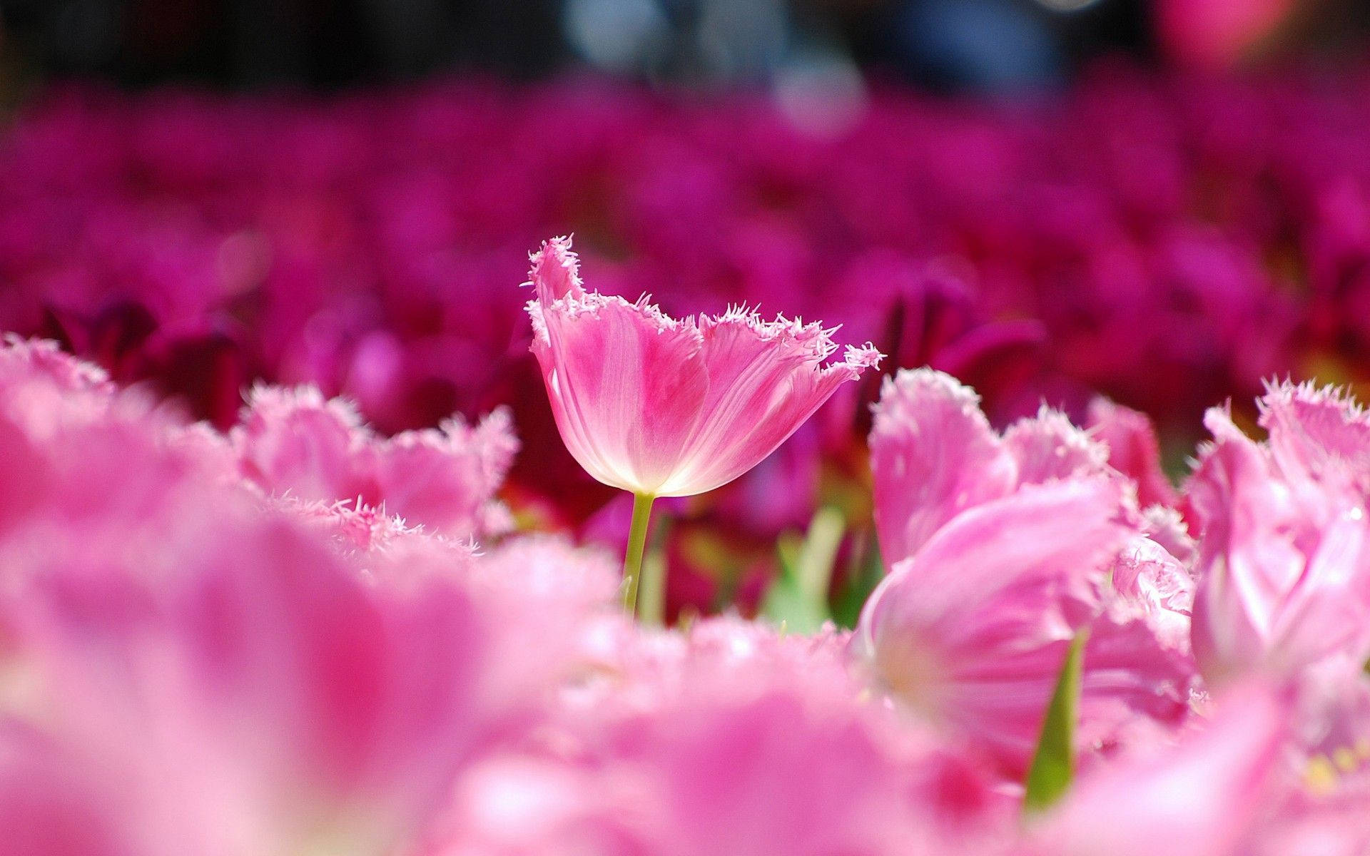 可愛的粉色鬱金香花園 壁紙