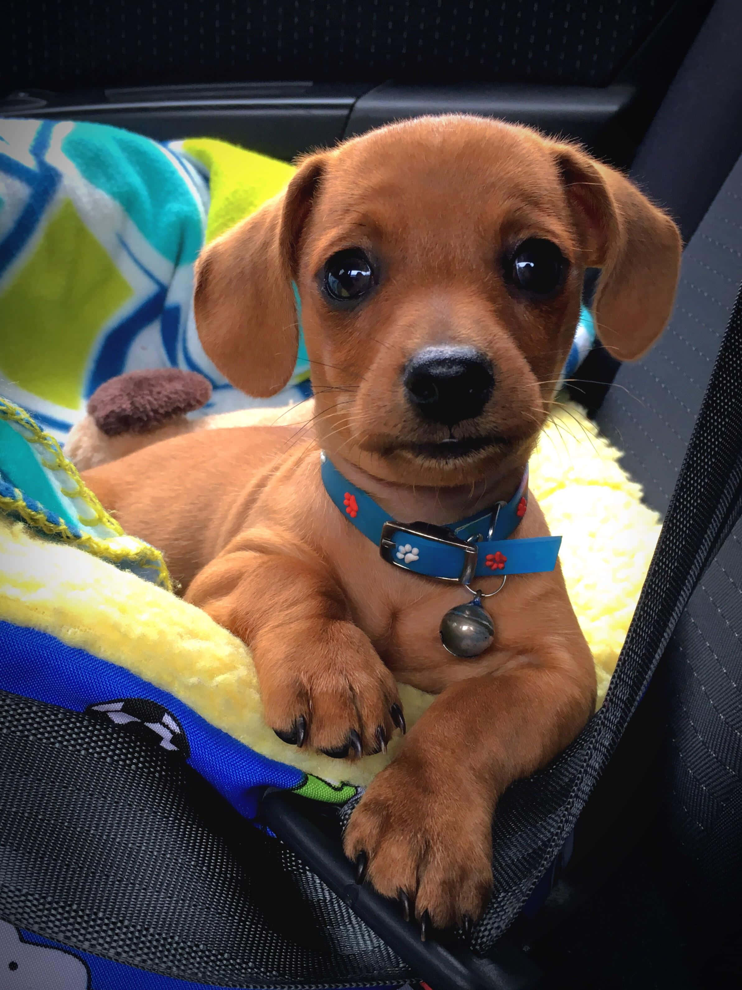 可愛的臘腸犬幼犬 壁紙