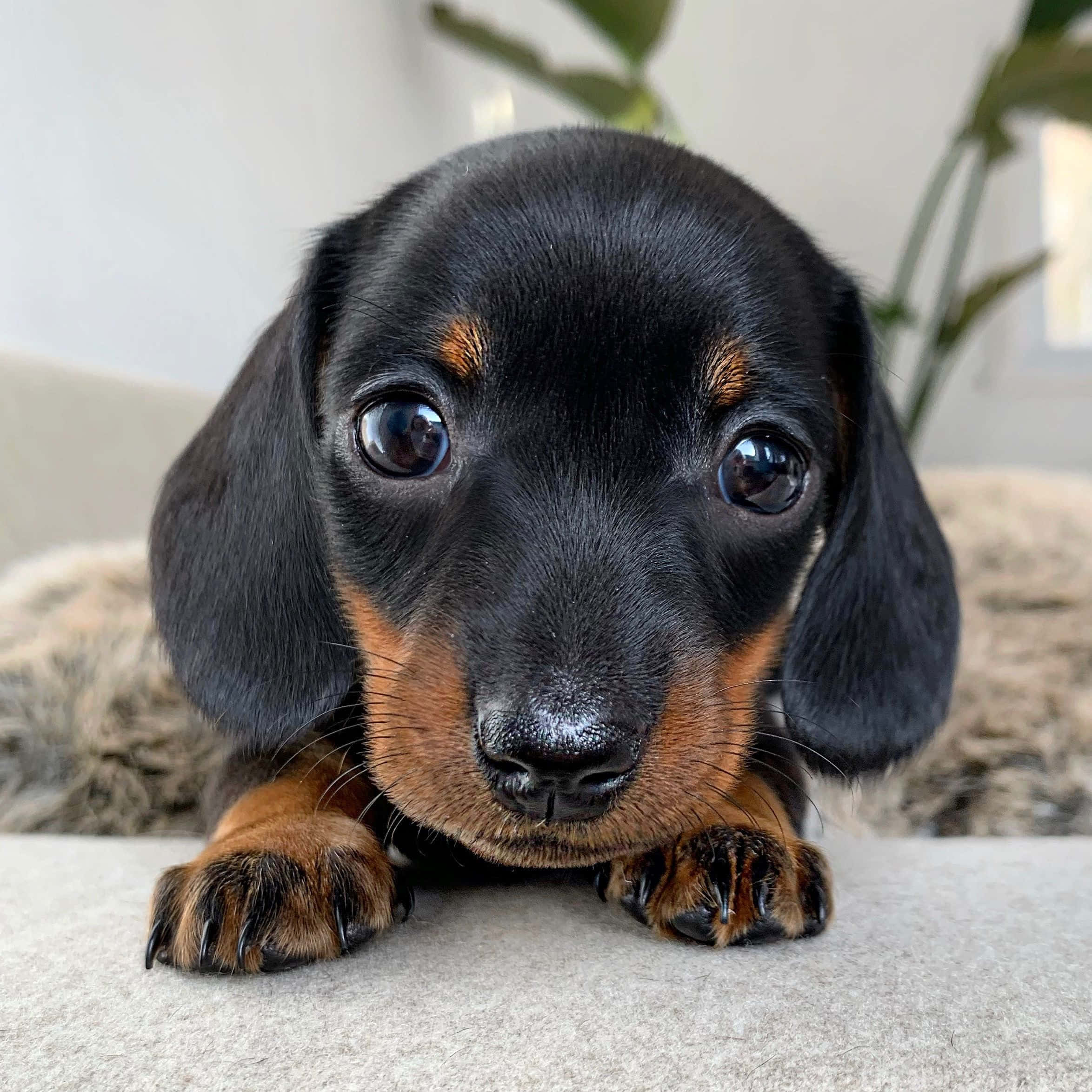 可愛臘腸犬幼犬 壁紙