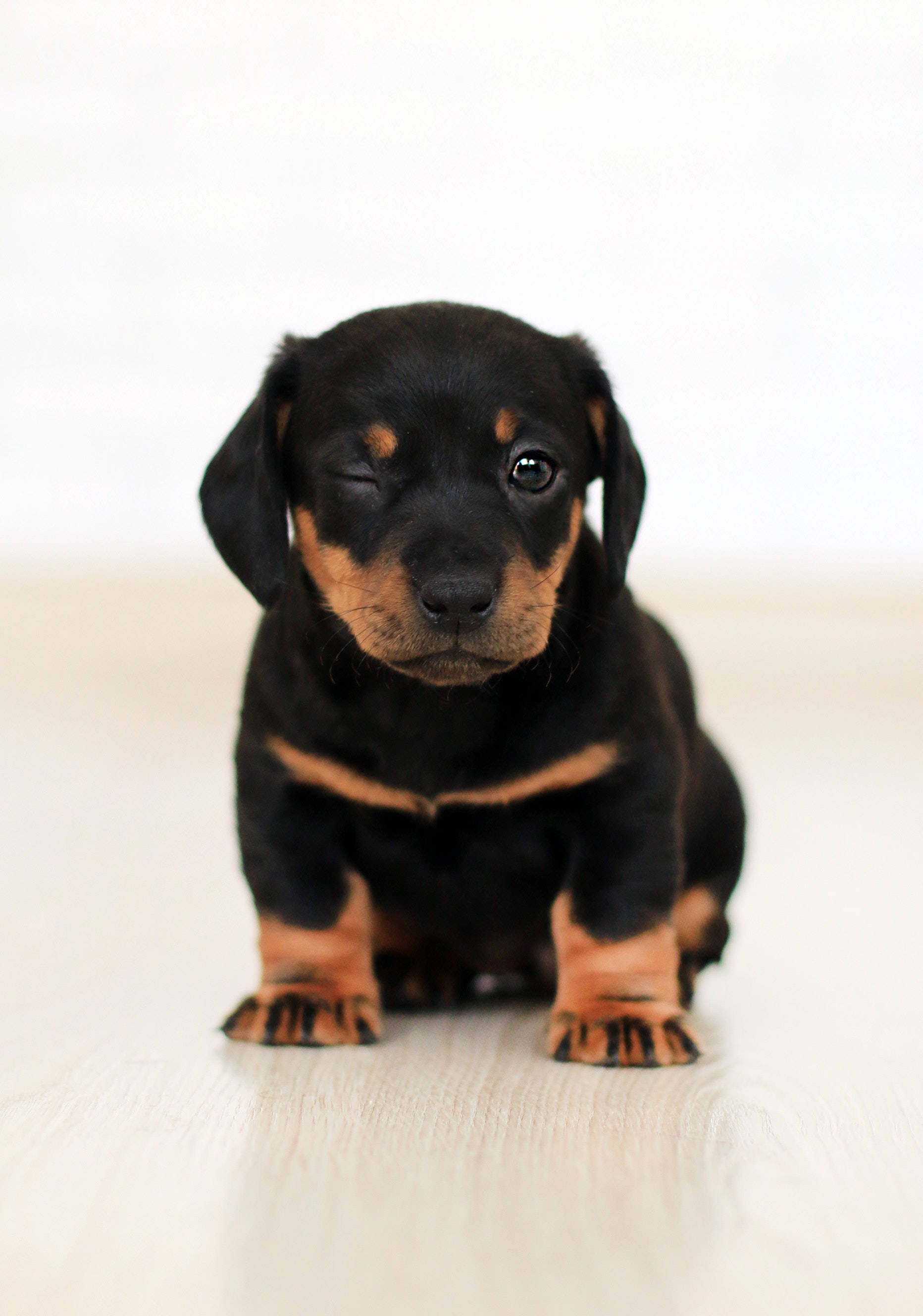 可愛臘腸犬幼犬 壁紙