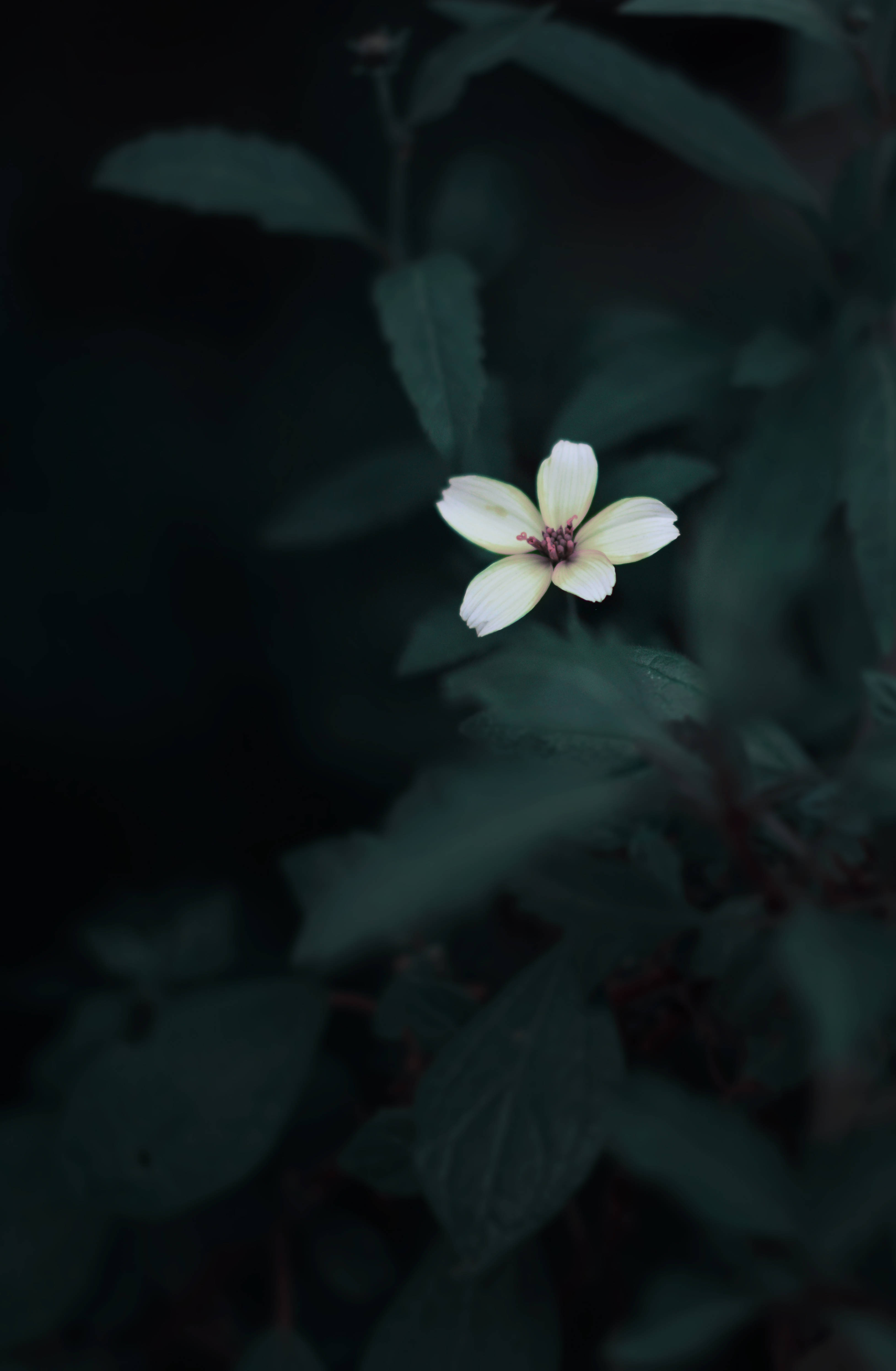 可愛花朵深綠色美學 壁紙