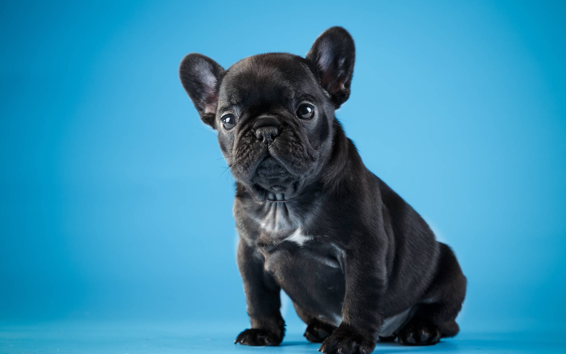 可愛黑色鬥牛犬幼犬 壁紙