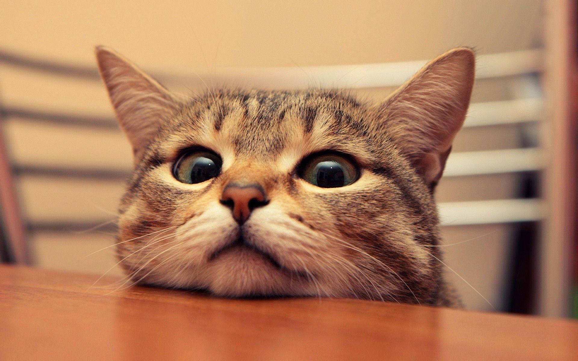 可爱又无聊的搞笑猫咪 壁紙