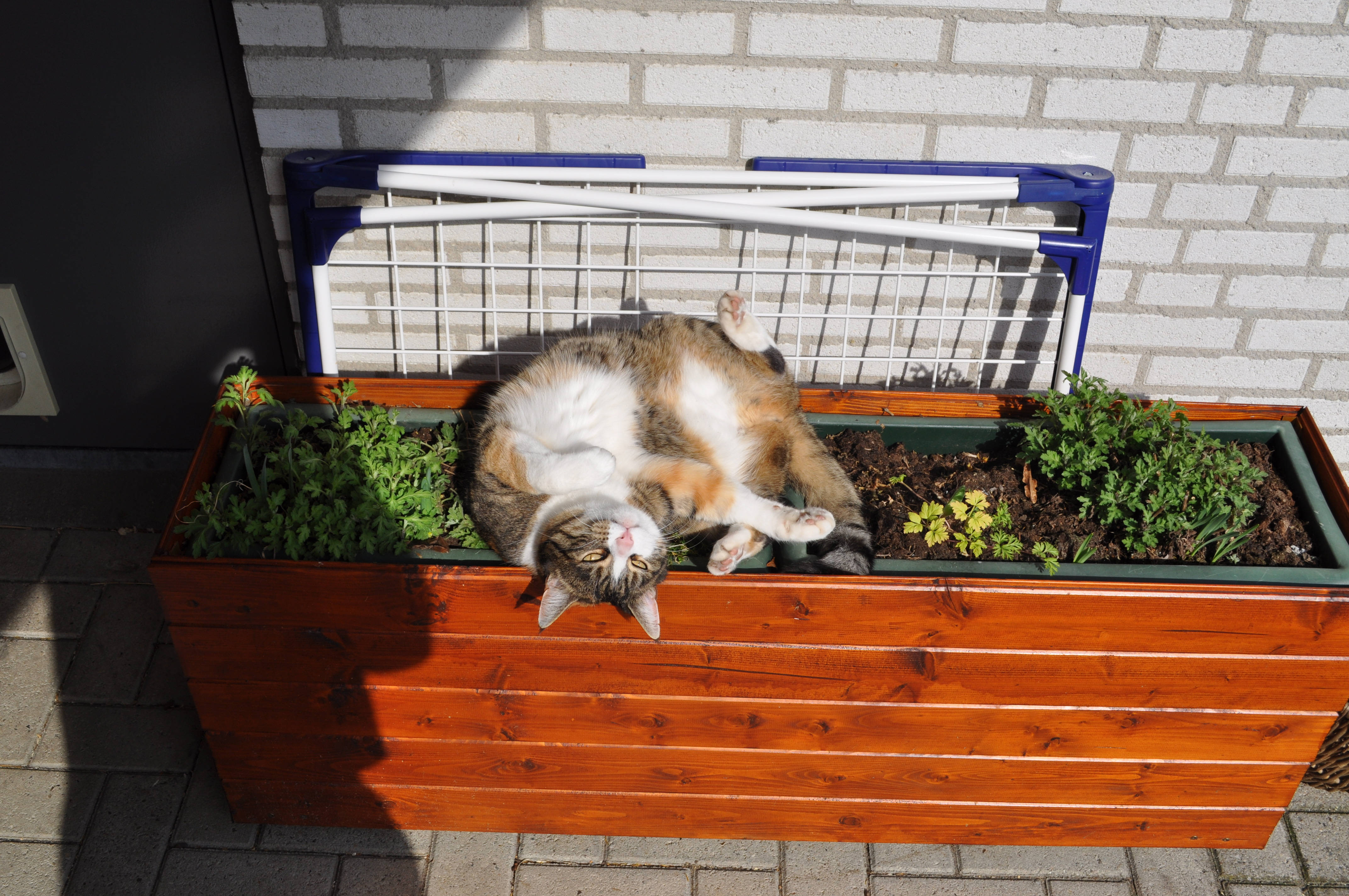 可爱猫咪在花箱上 壁紙
