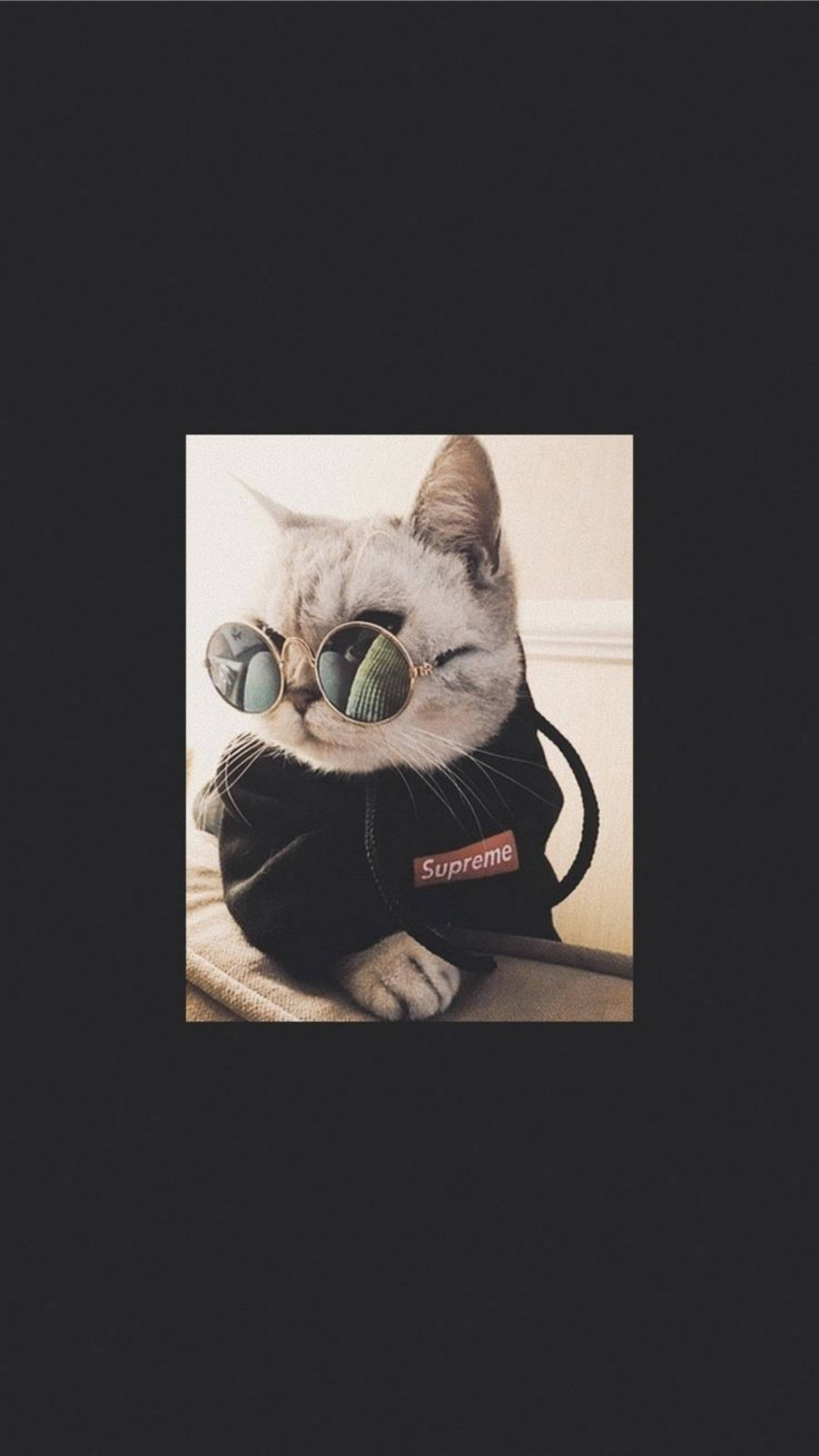 可爱猫咪潮流风尚炫酷太阳眼镜 壁紙