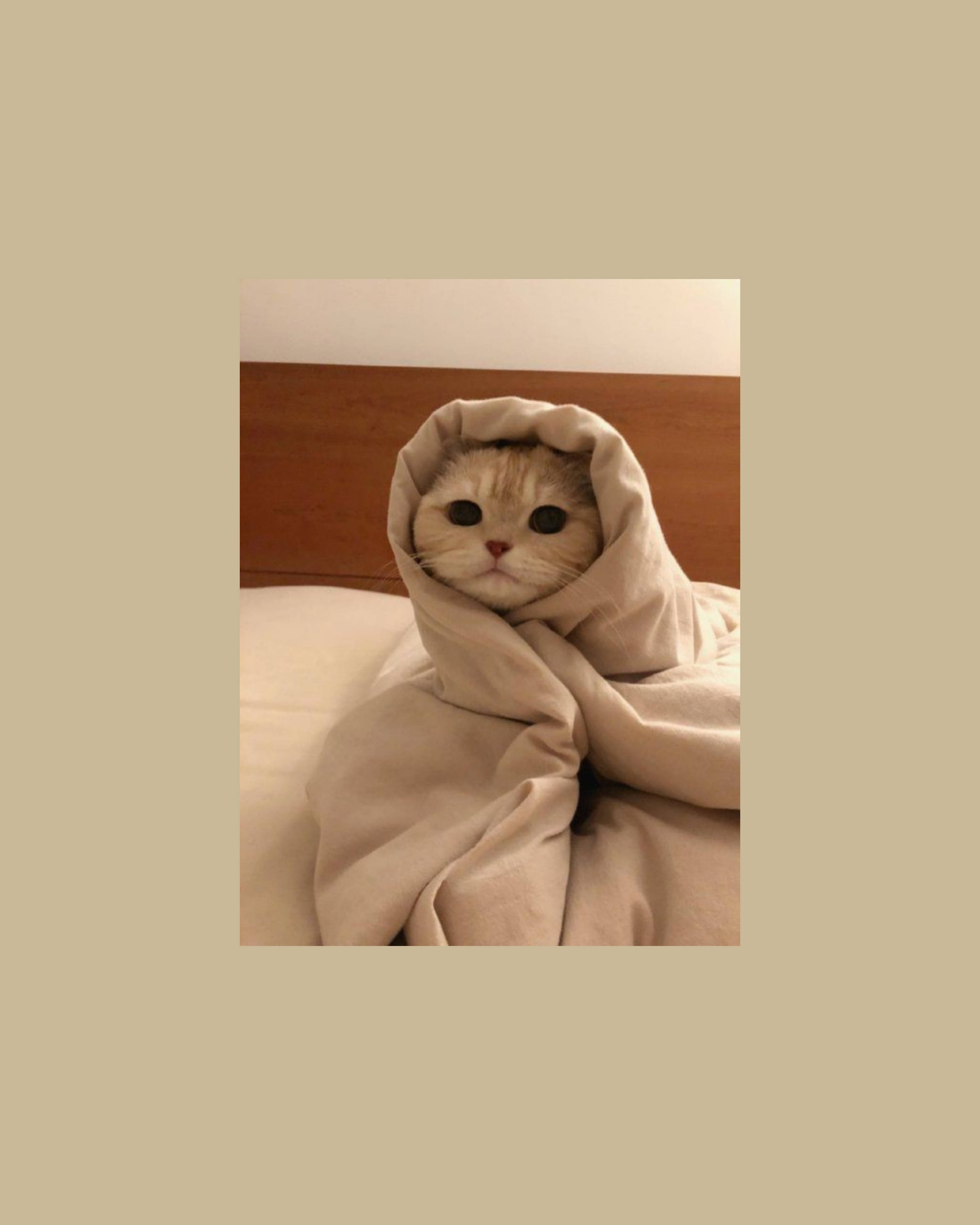 可爱猫咪美学，裹得像墨西哥卷饼 壁紙