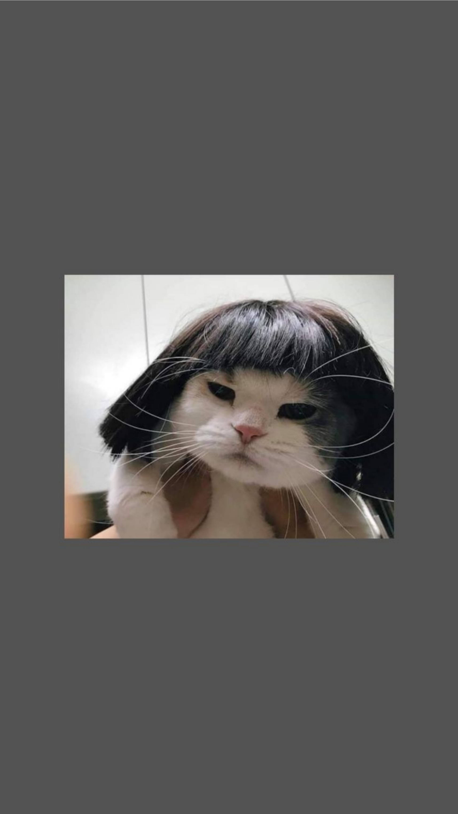 可爱猫咪美学搞笑短发假发 壁紙