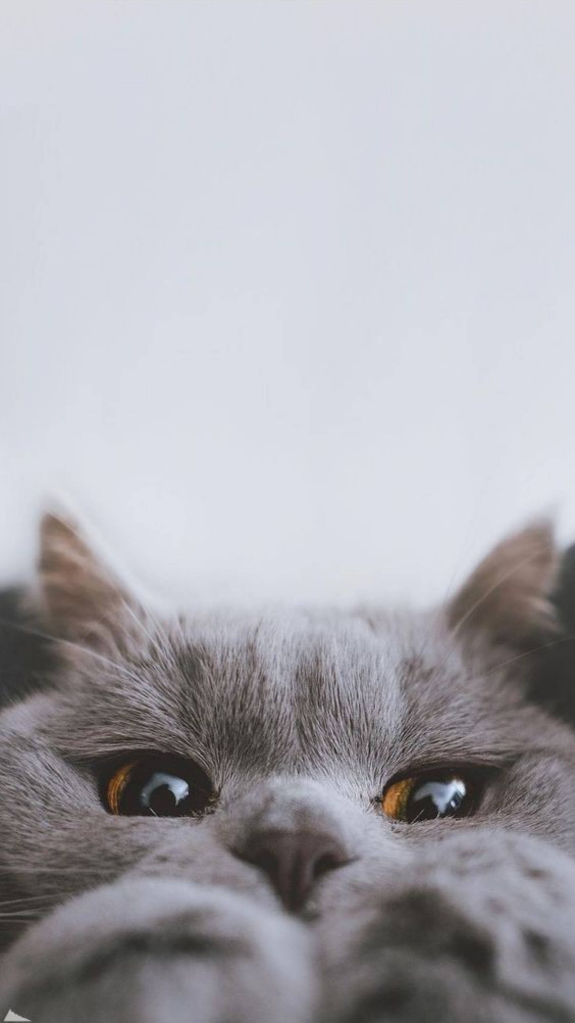 可爱猫咪美学躲猫猫 壁紙