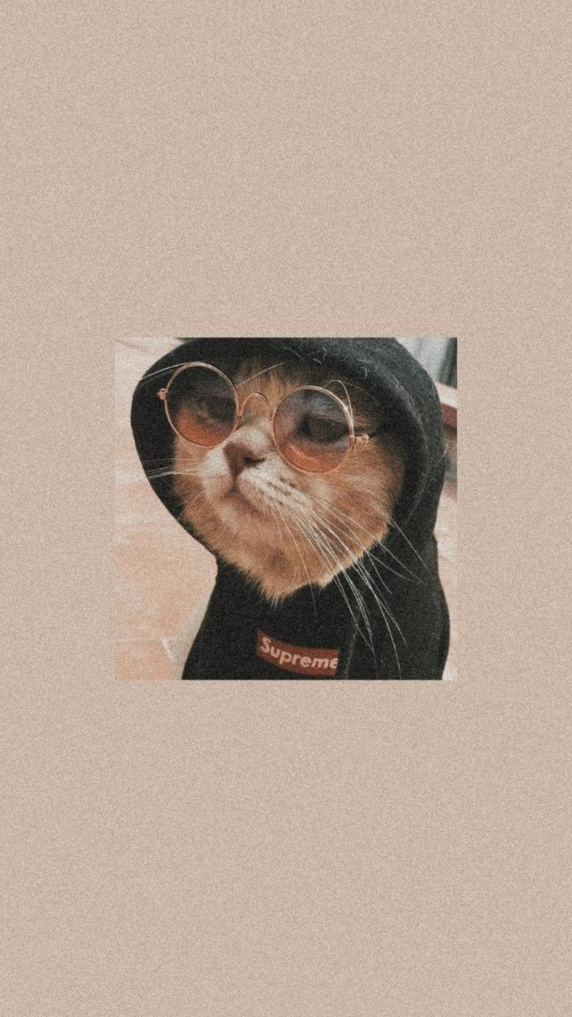 可爱猫咪美学黑色连帽衫 壁紙