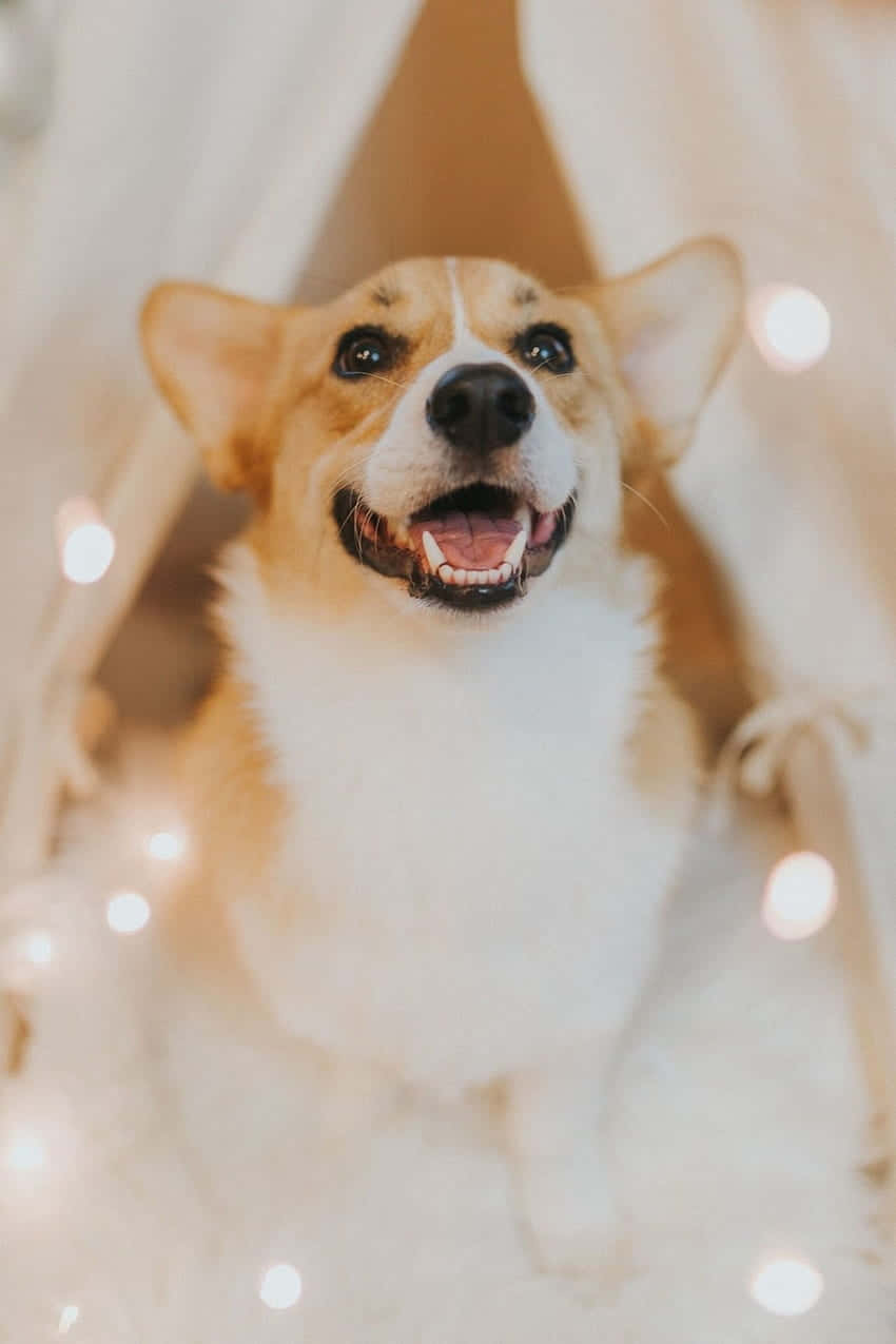 可爱的彭布罗克威尔士柯基犬 壁紙