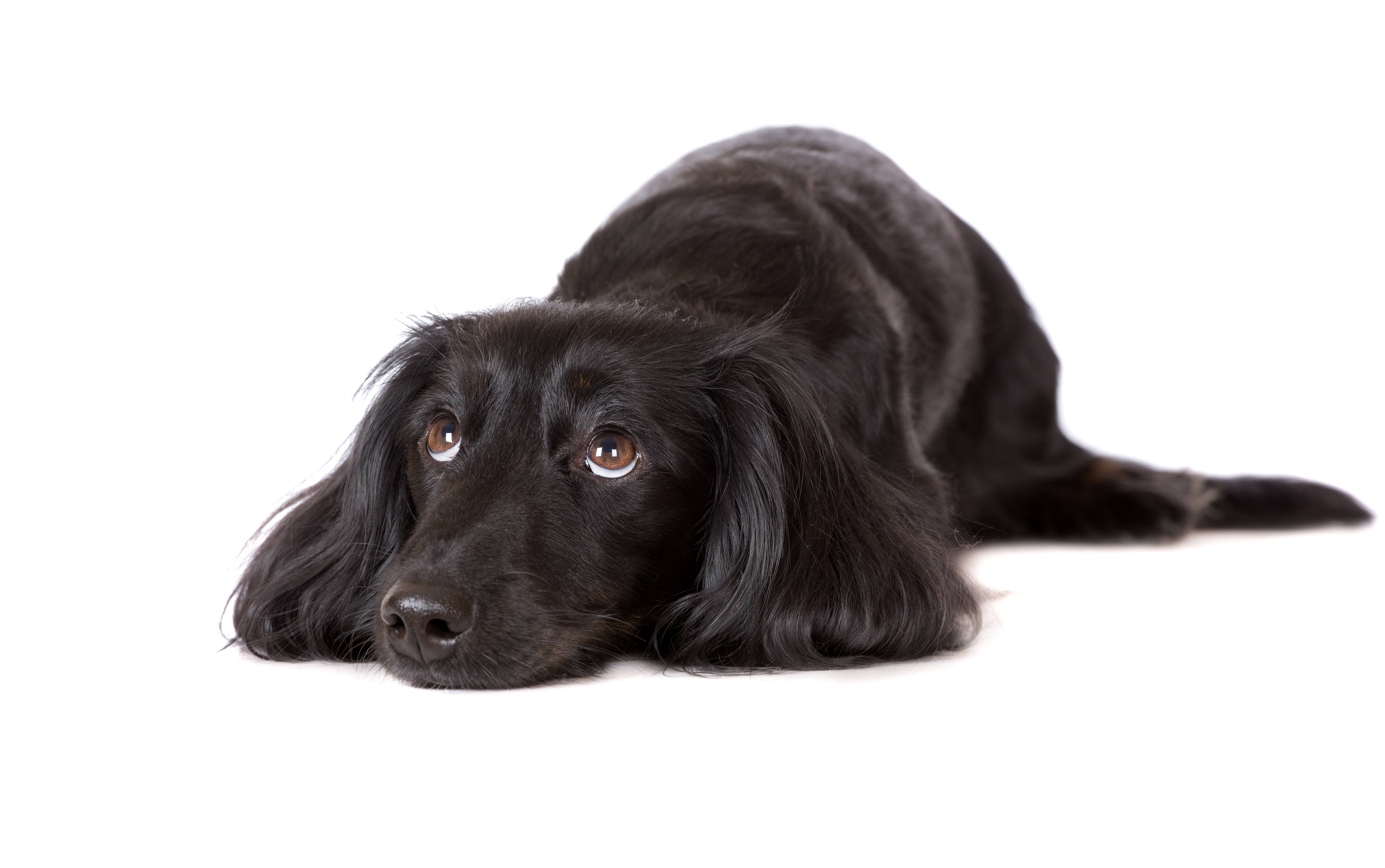 可爱黑色平毛寻回犬 壁紙