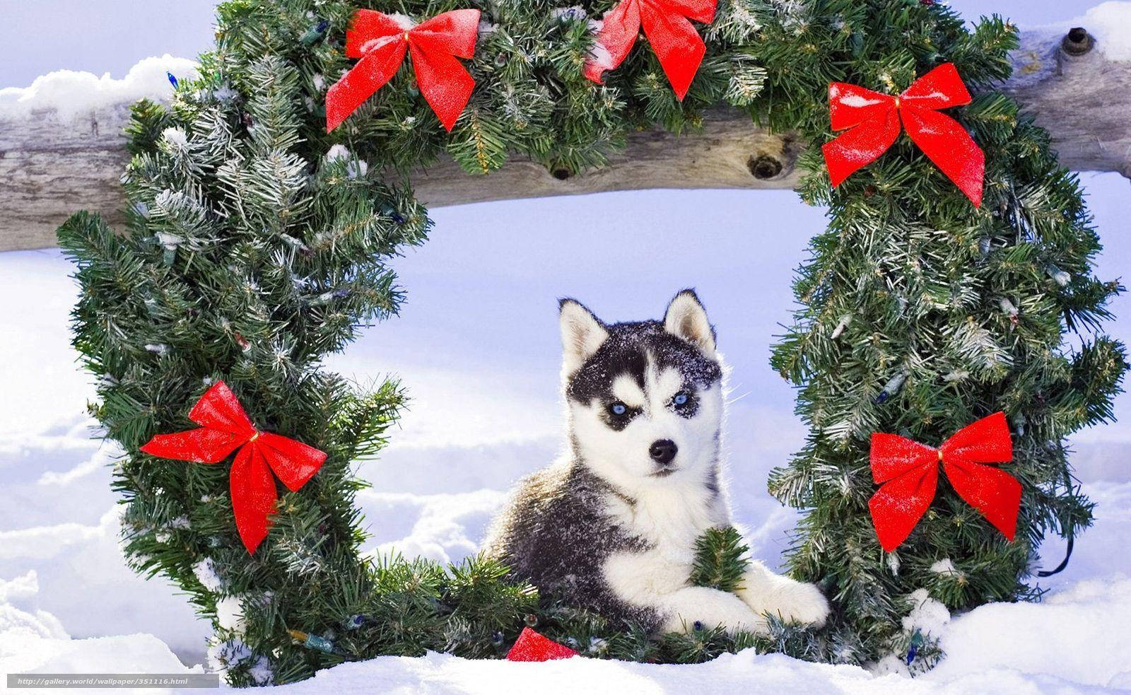哈士奇幼犬與花環 壁紙