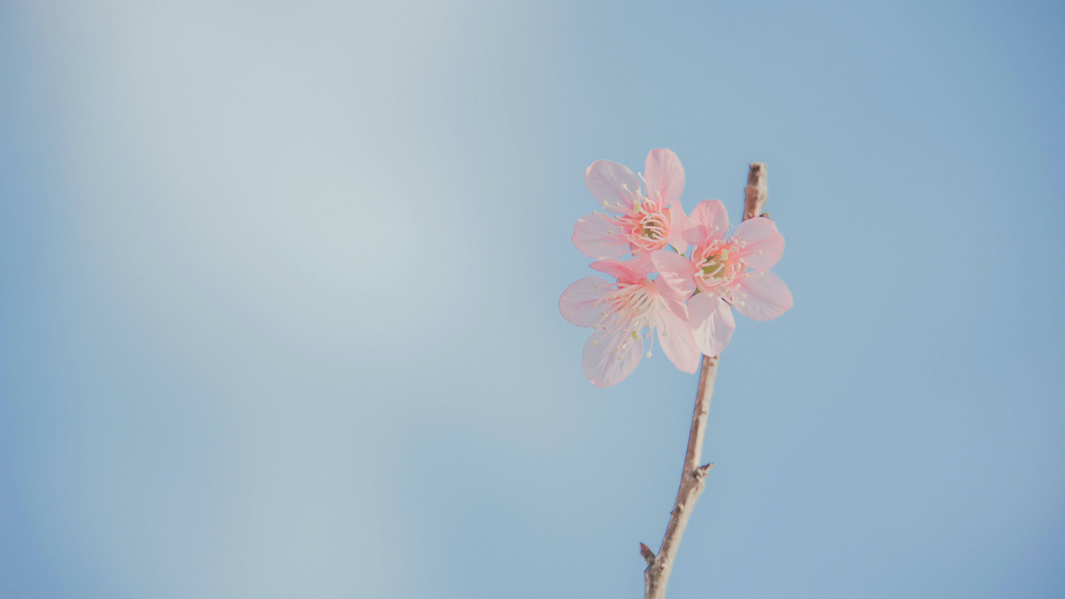唯美桌面淡彩花卉 壁紙