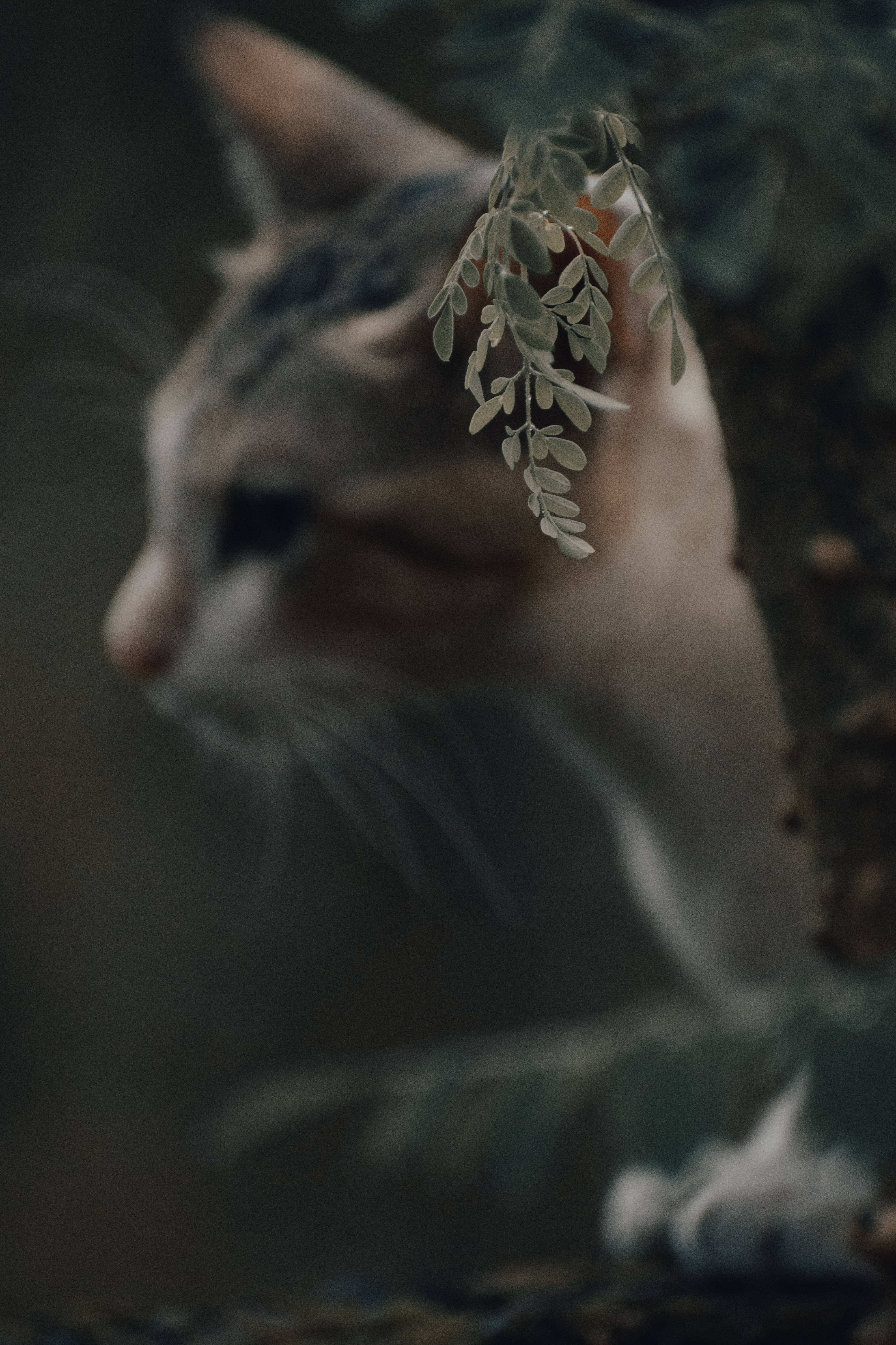 唯美猫咪依偎树干 壁紙