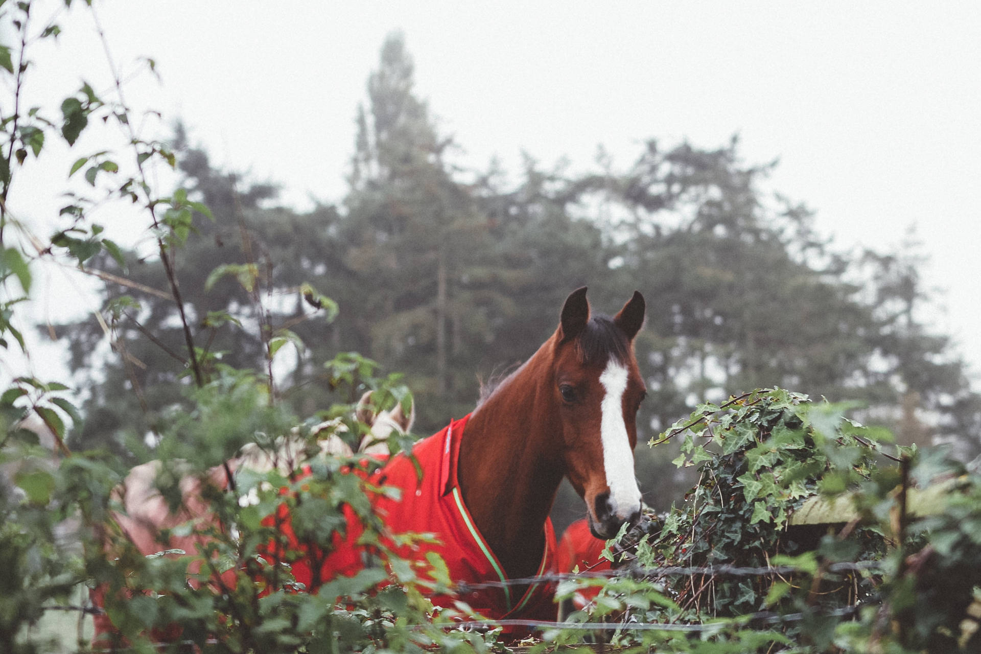 身穿紅色馬衣的棕色駿馬桌布 — 馬 壁紙