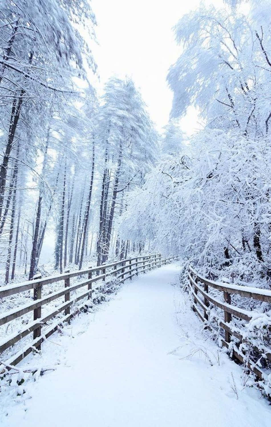 在露營中享受清新雪景，搭配你的雪地iPhone 壁紙