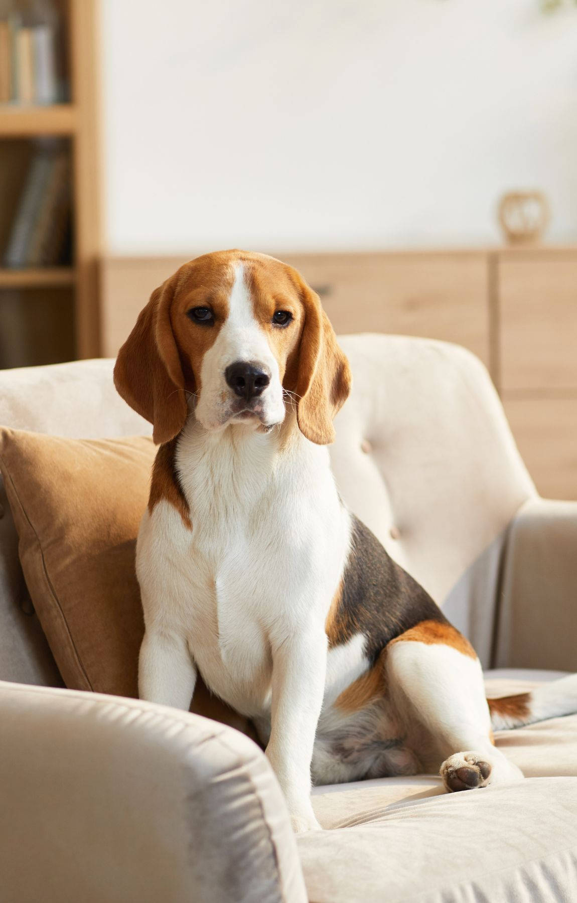 坐在沙發上的比格犬 壁紙