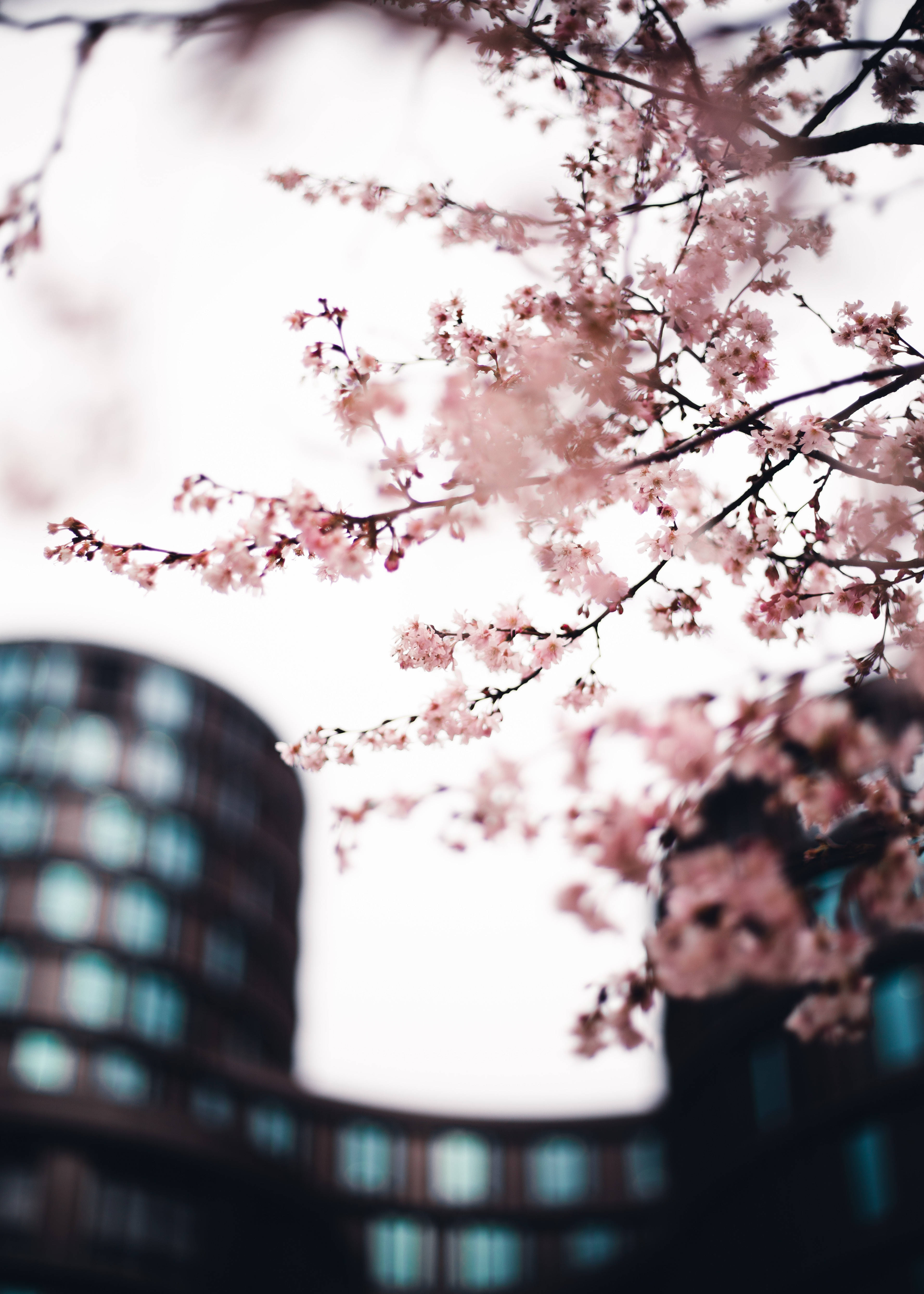城市中的樱花，日本的春天 壁紙