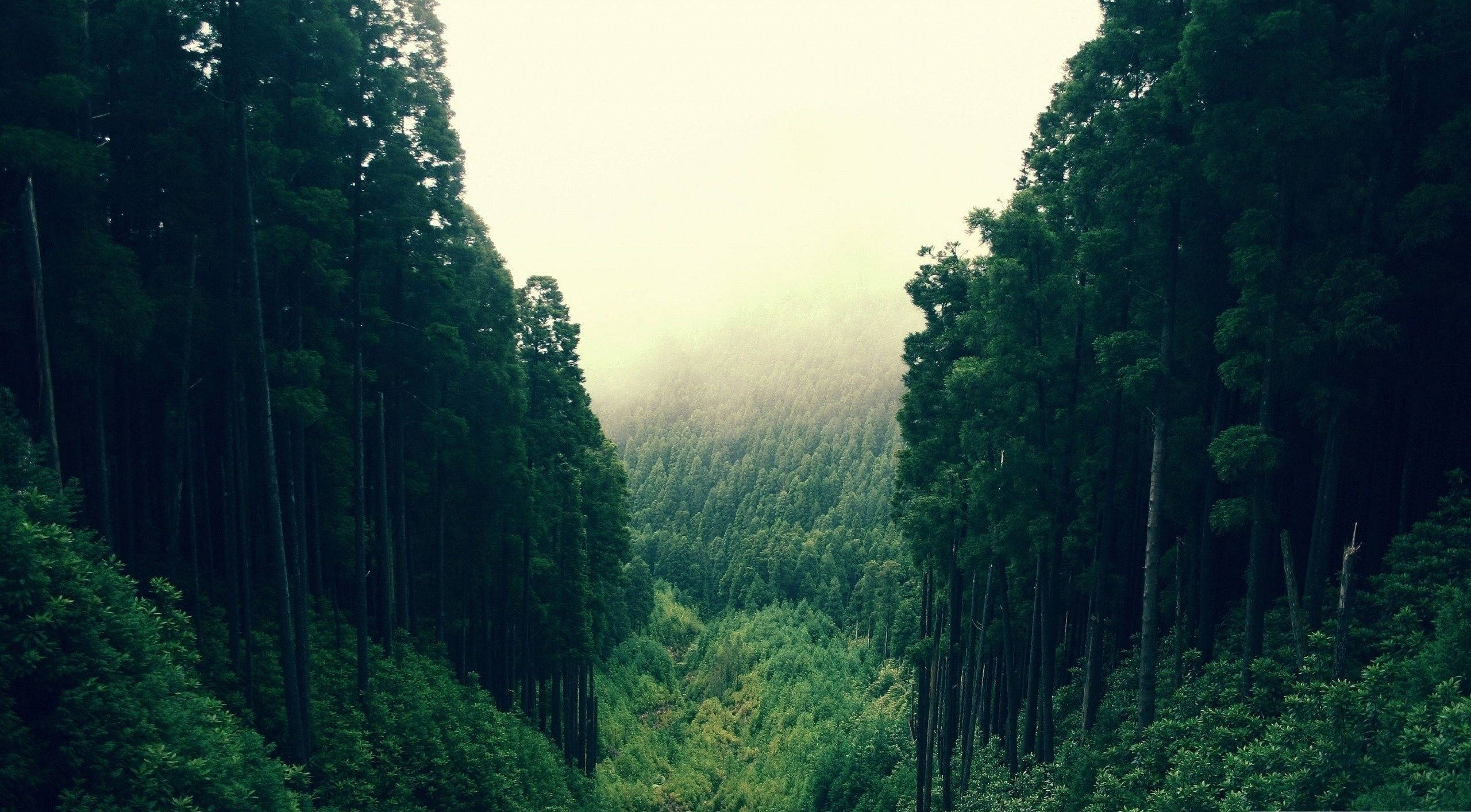 壯麗森林景觀 壁紙
