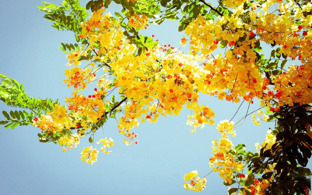 夏日桌面黄色花树壁纸 壁紙