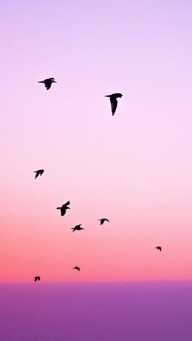 夕陽中飛鳥剪影 iPhone 桌布