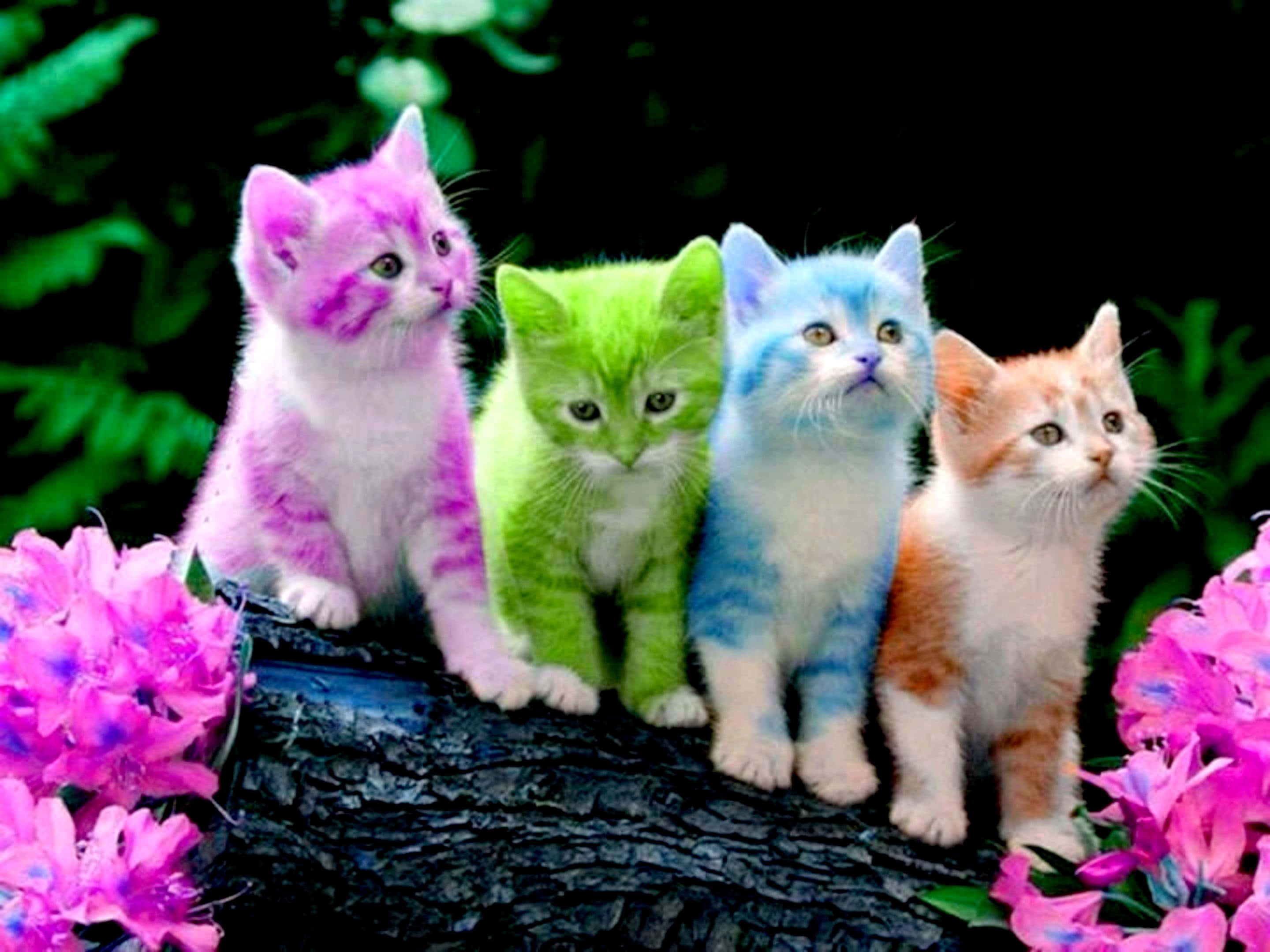 多彩可爱猫咪图片 壁紙